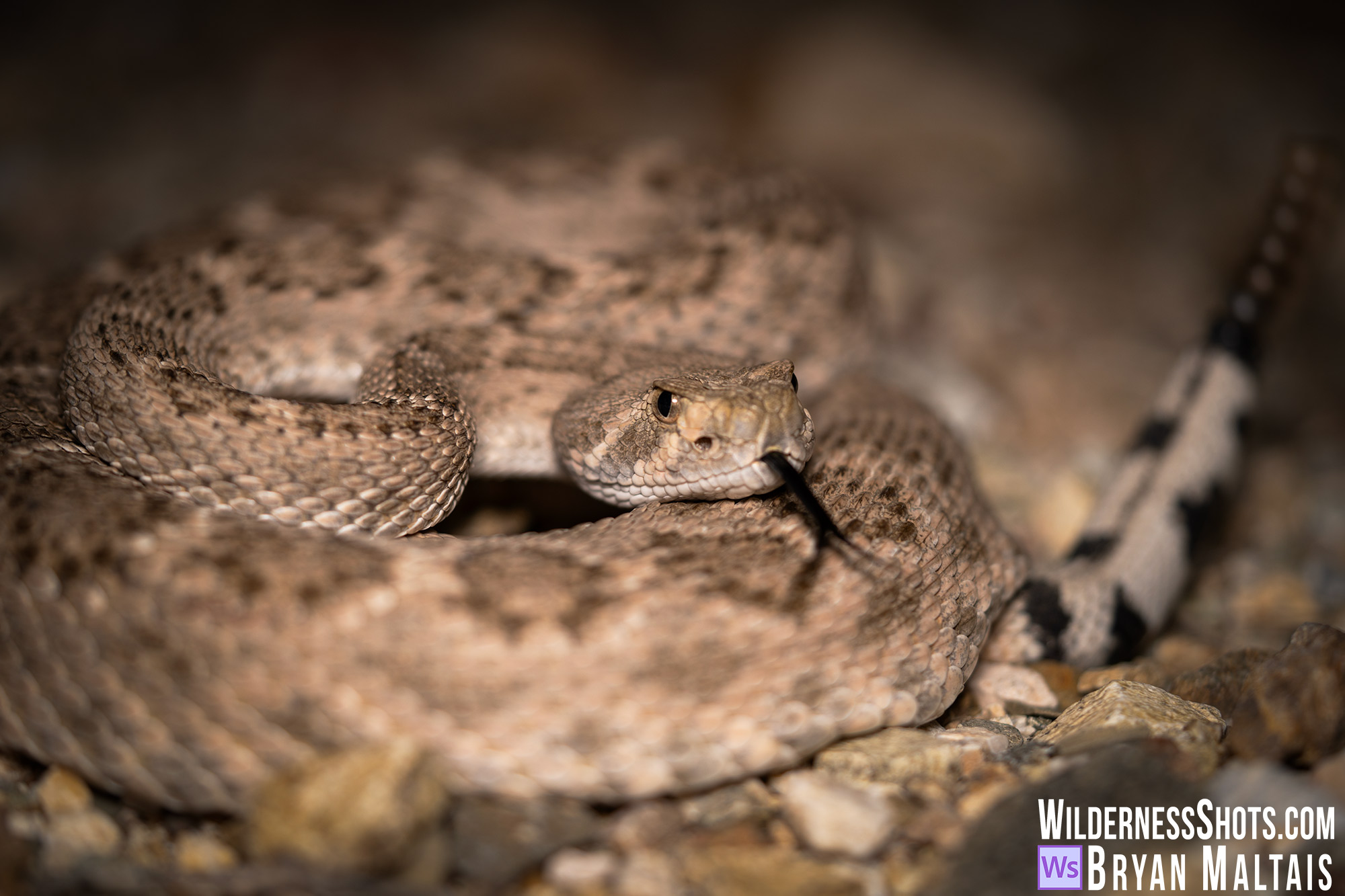 Western Diamondback Rattlesnake, Saguaro NP