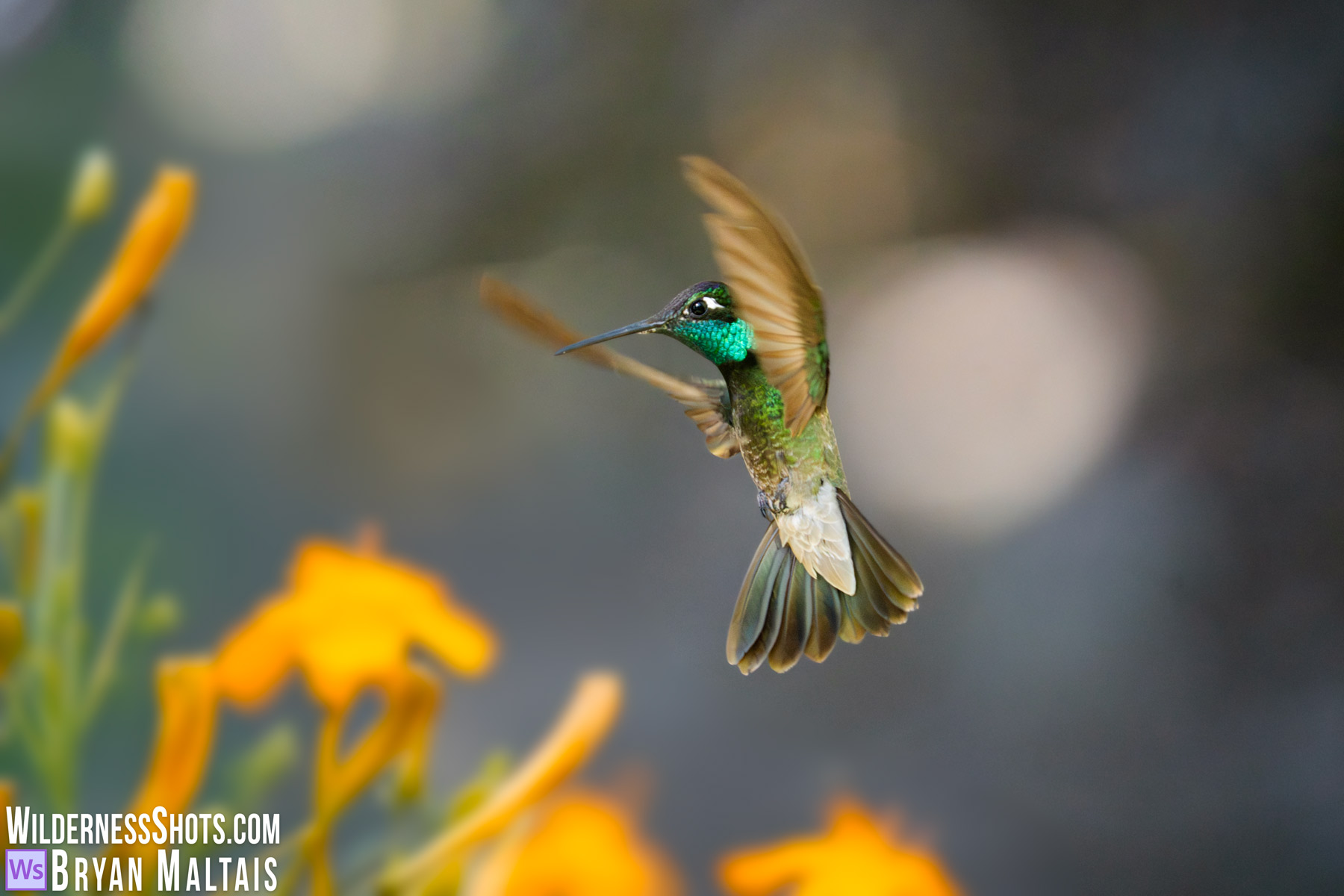 Rivoli's Hummingbird in Flight