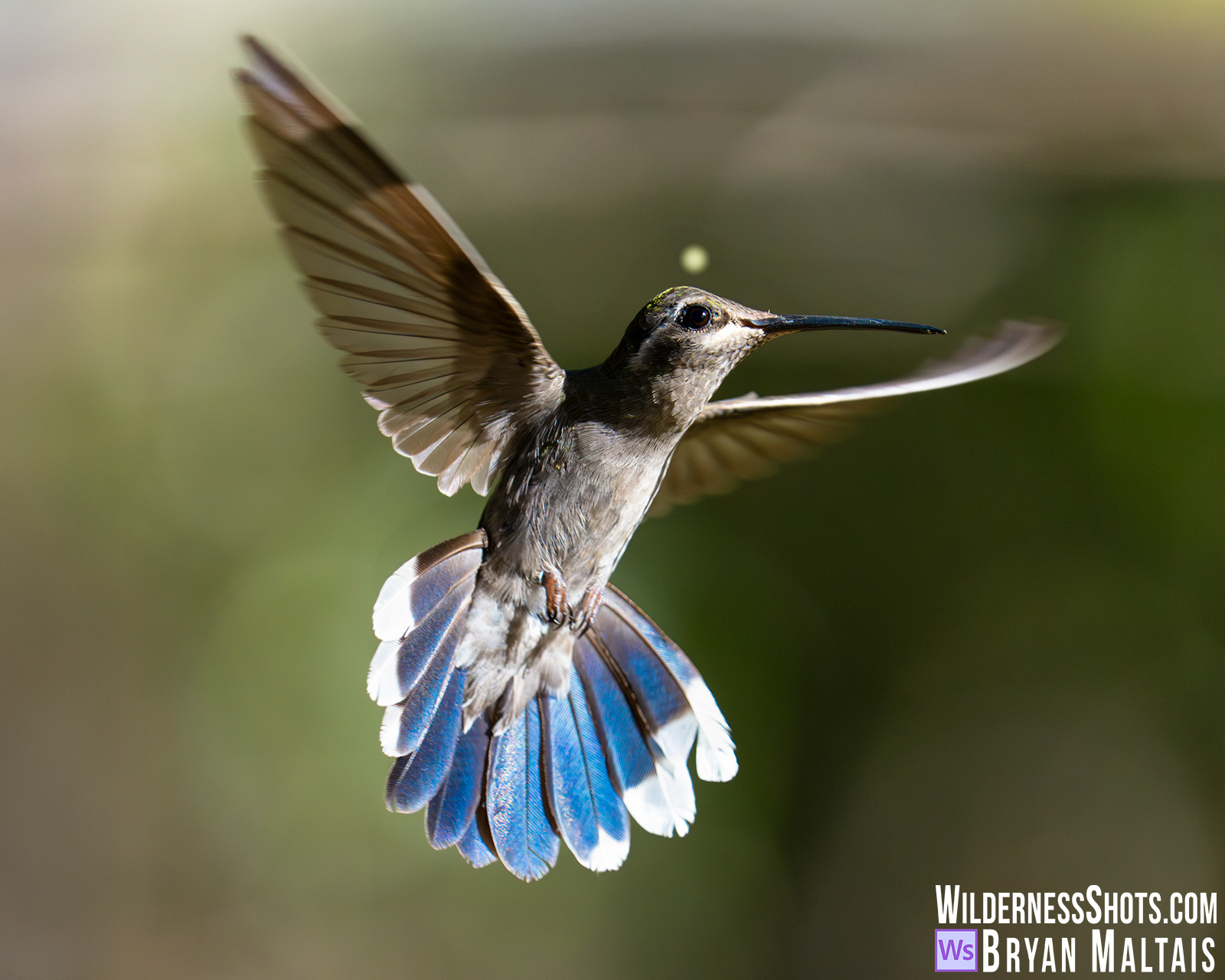 Rivolis Hummingbird Female in Flight