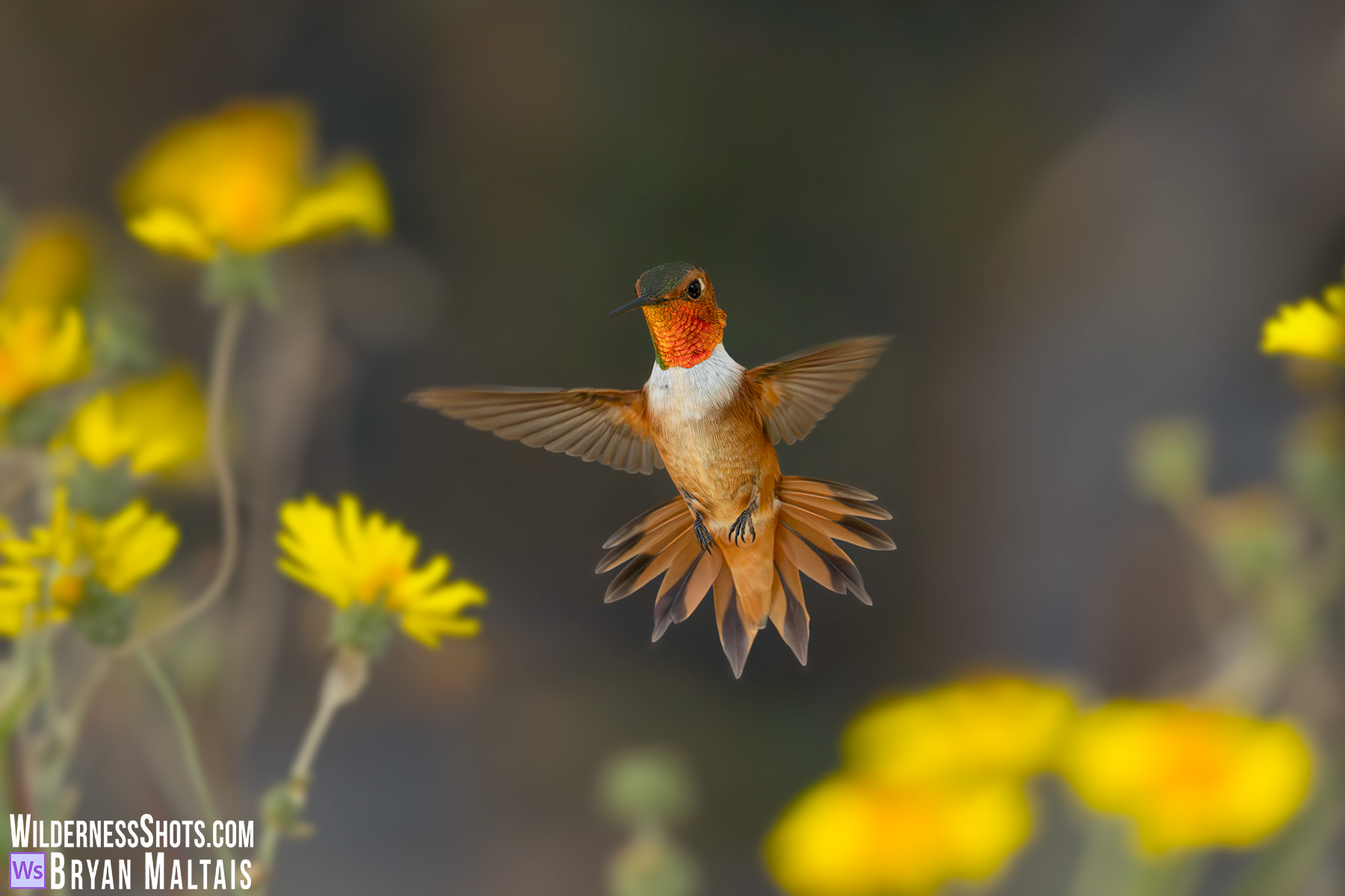 Rufous Hummingbird Fully Spread