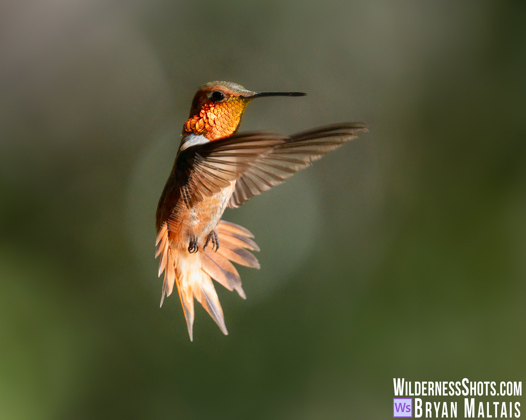 Rufous Hummingbird in Flight