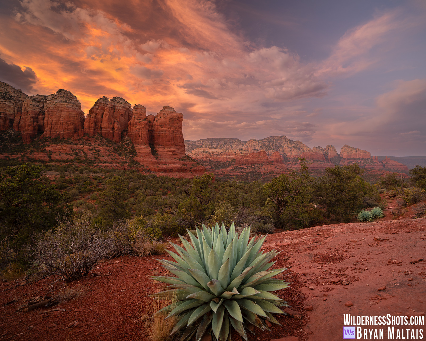 Agave Fire Sunset-Sedona, AZ