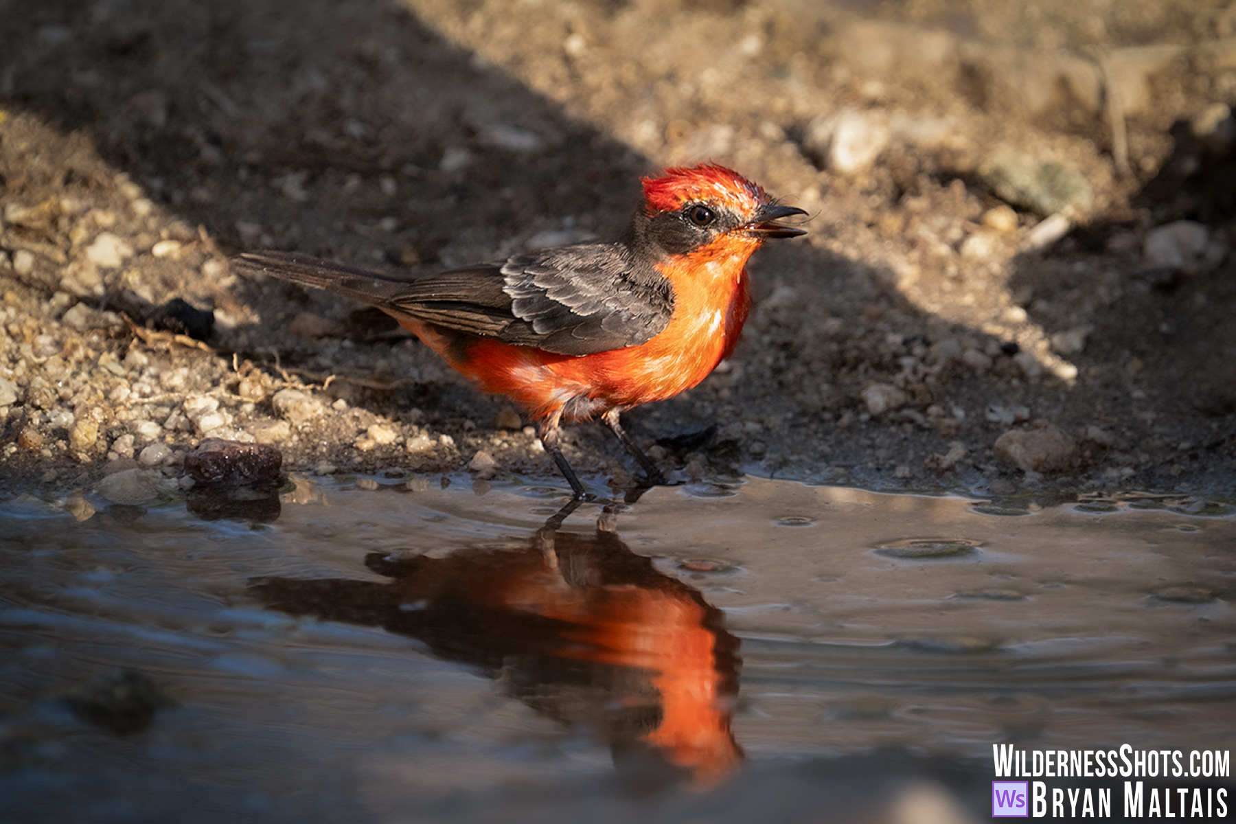 Vermilion Flycatcher Reflection, Catalina State Park