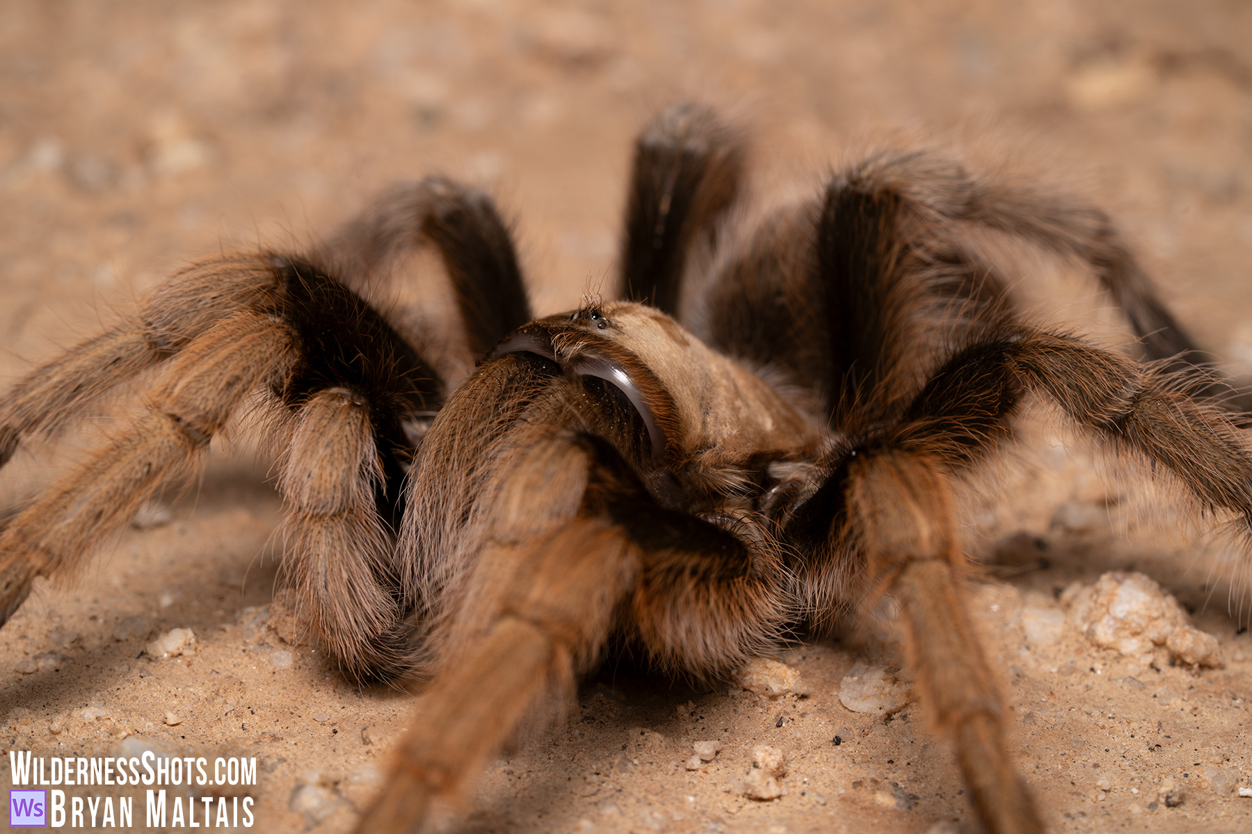 Desert Blond Tarantula