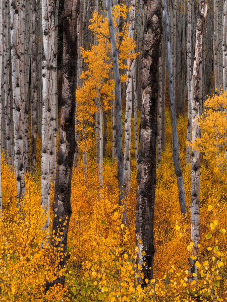 Aspen Trunks Fall Colors Crested Butte Colorado