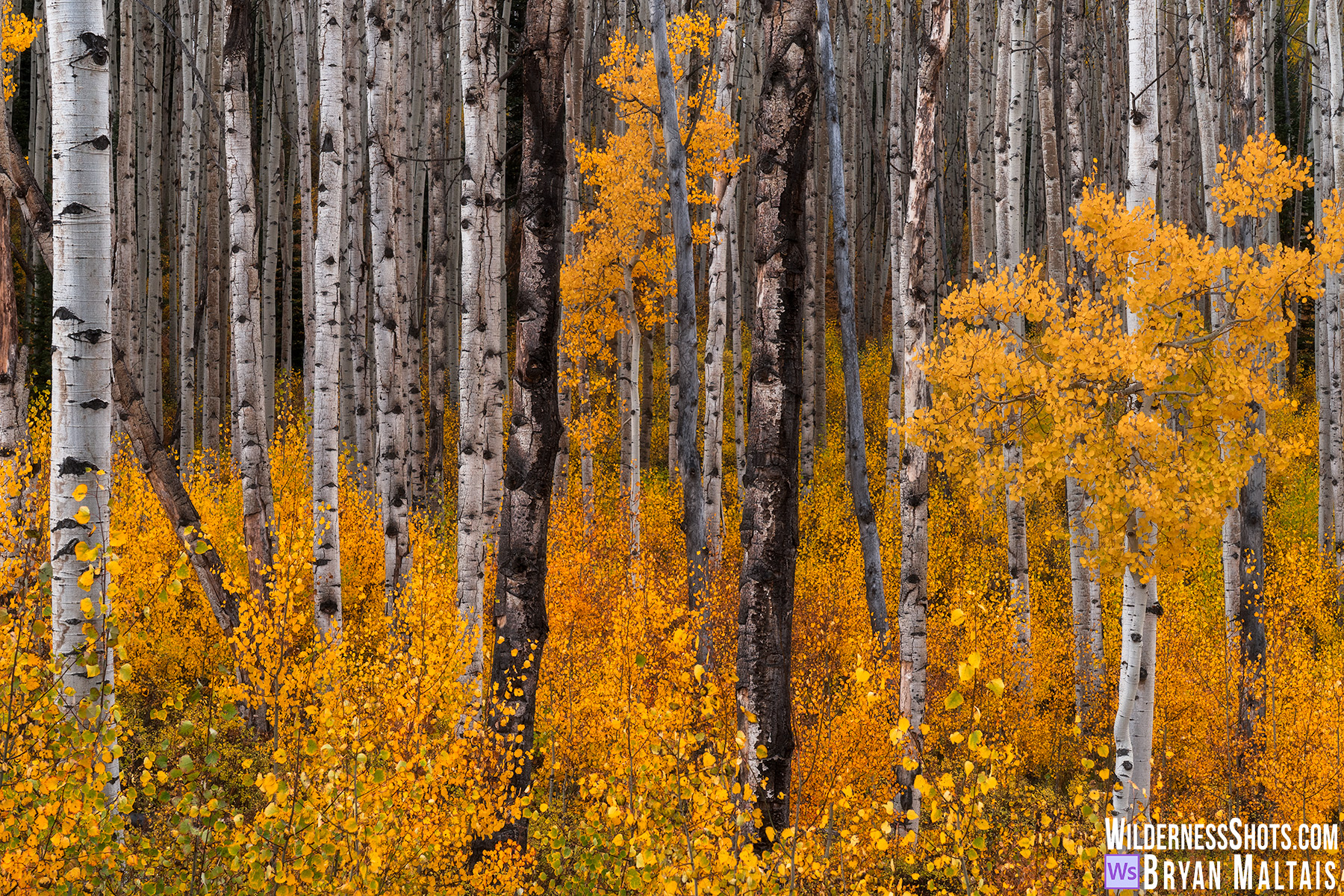 Aspen Trunks Fall Colors Crested Butte Colorado