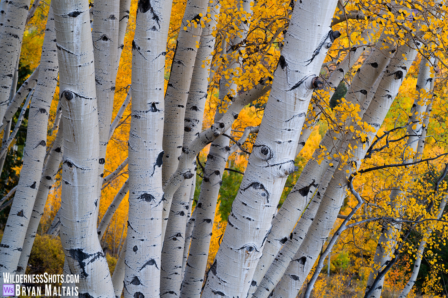 Aspen Trunks and Yellow Leaves Colorado Fall Colors