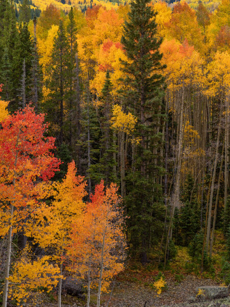 Colorado Fall Colors Aspens and Evergreen