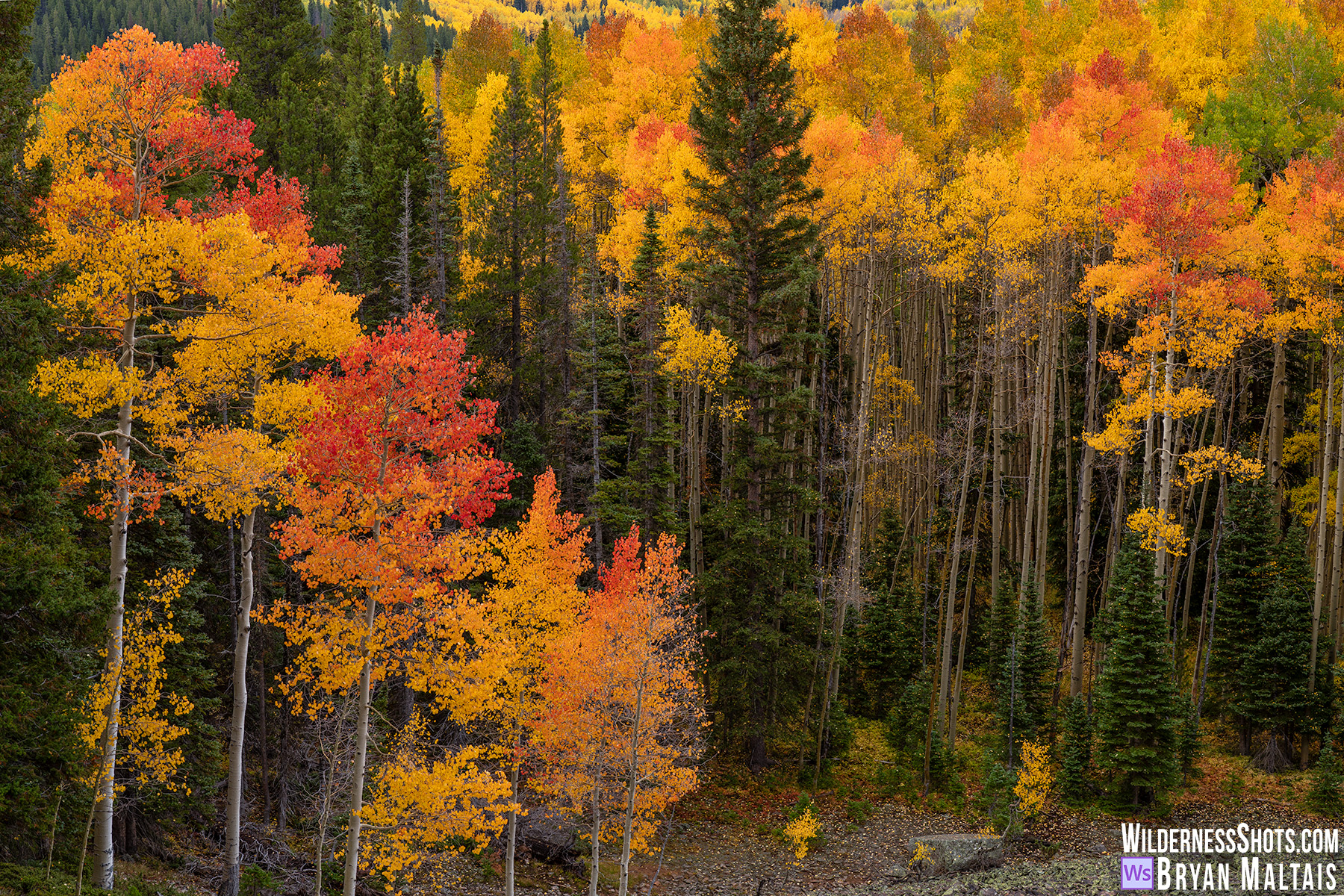 Colorado Fall Colors Aspens and Evergreen