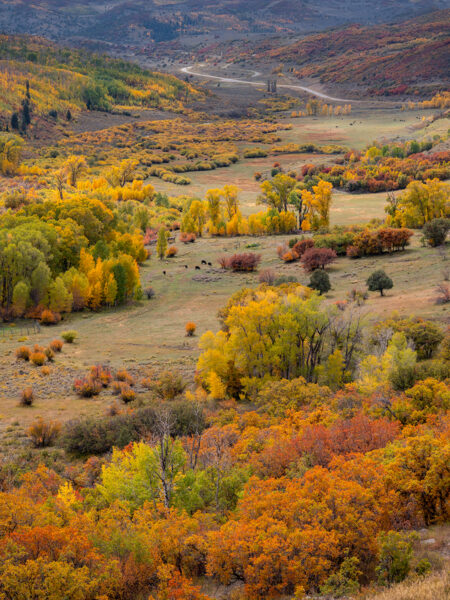 Fall Colors Valley Colorado