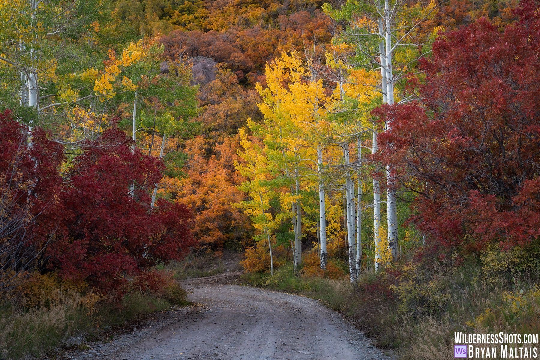 red orange yellow green colorado fall colors