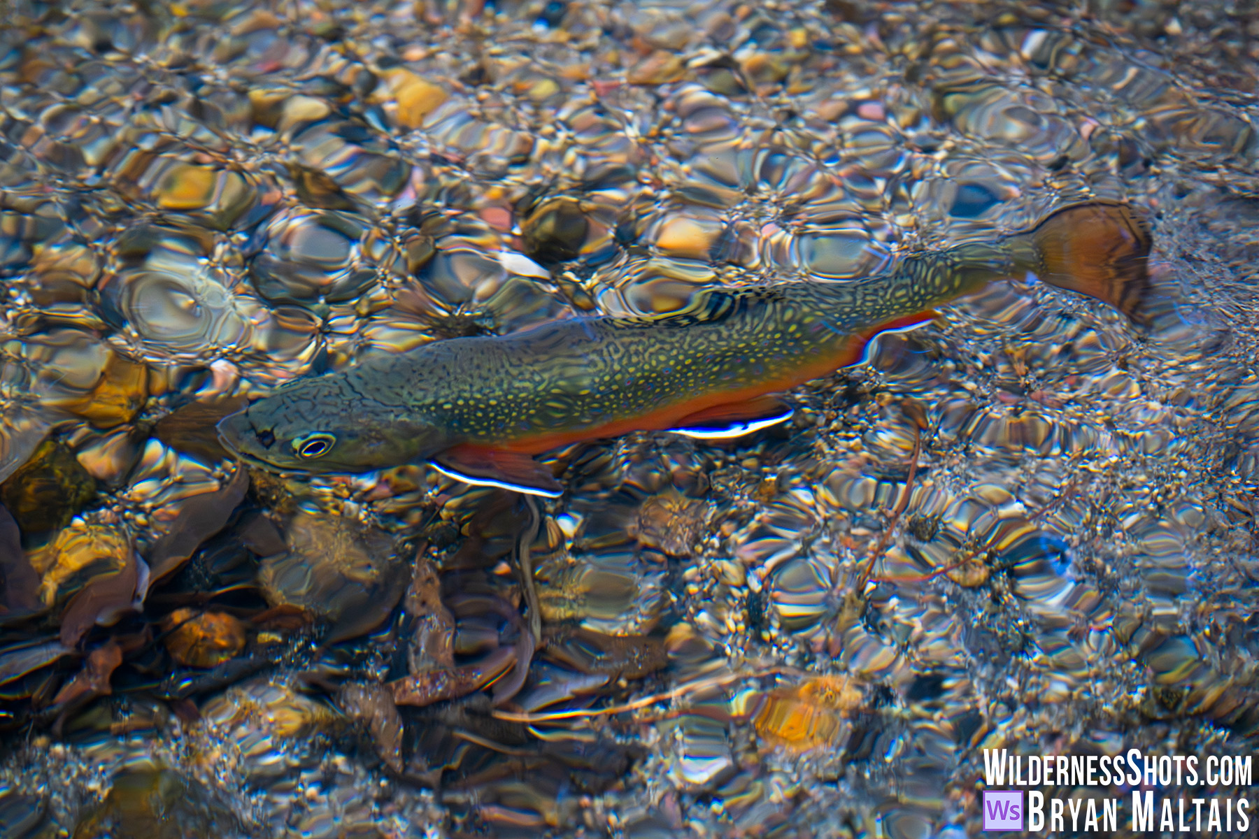 Brook Trout RMNP