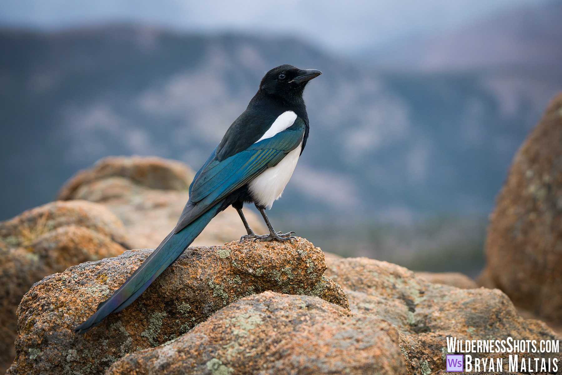 Magpei-in-mountains-RMNP