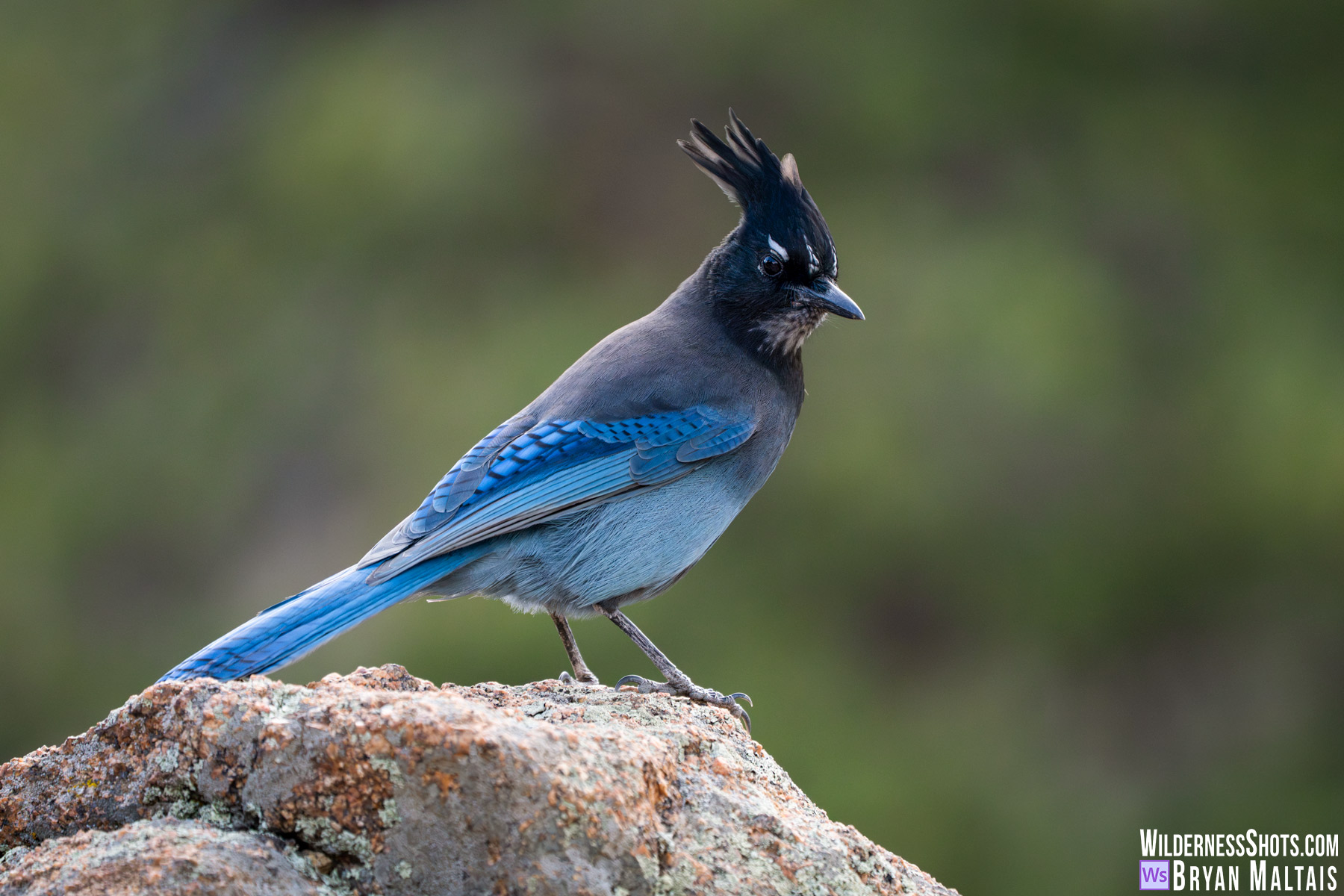 Steller's Jay