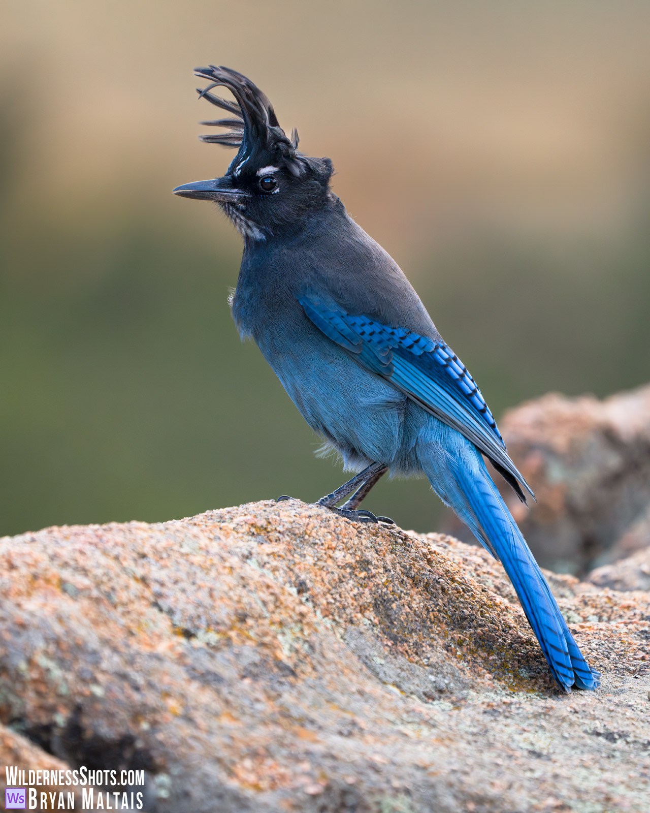 Steller's Jay Crest Blowing in the Wind