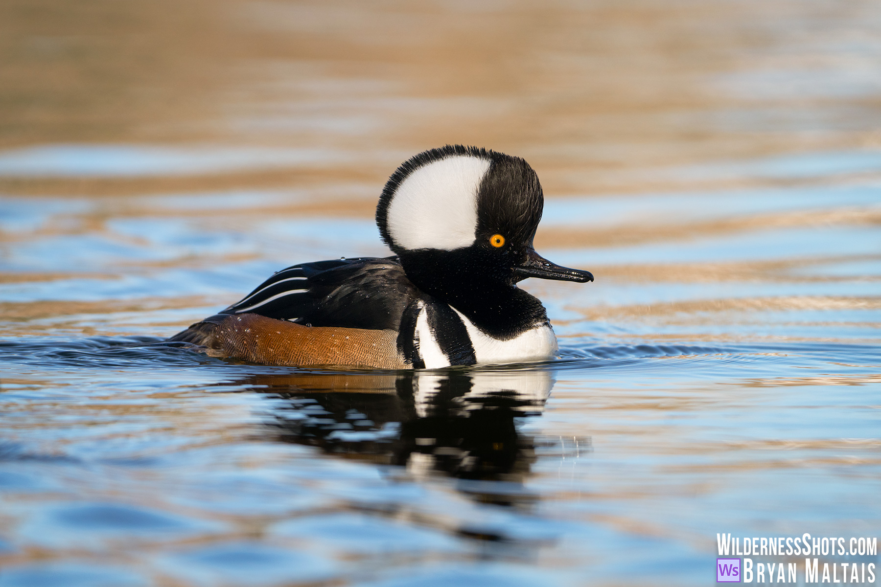 Hooded Merganser Closeup