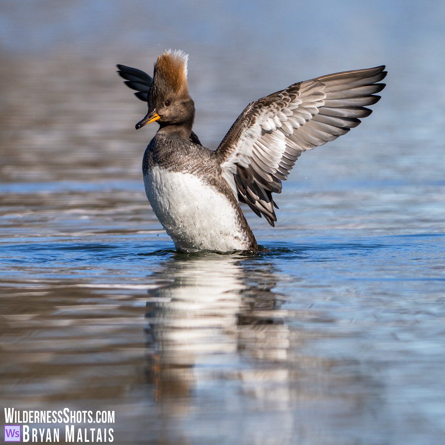 Hooded Merganser hen Flapping