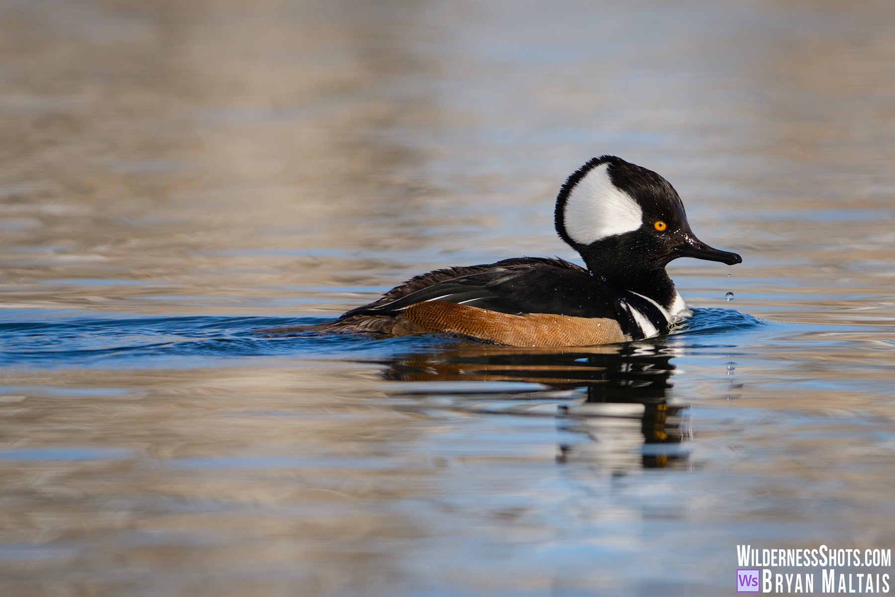 Hooded Merganser water drop