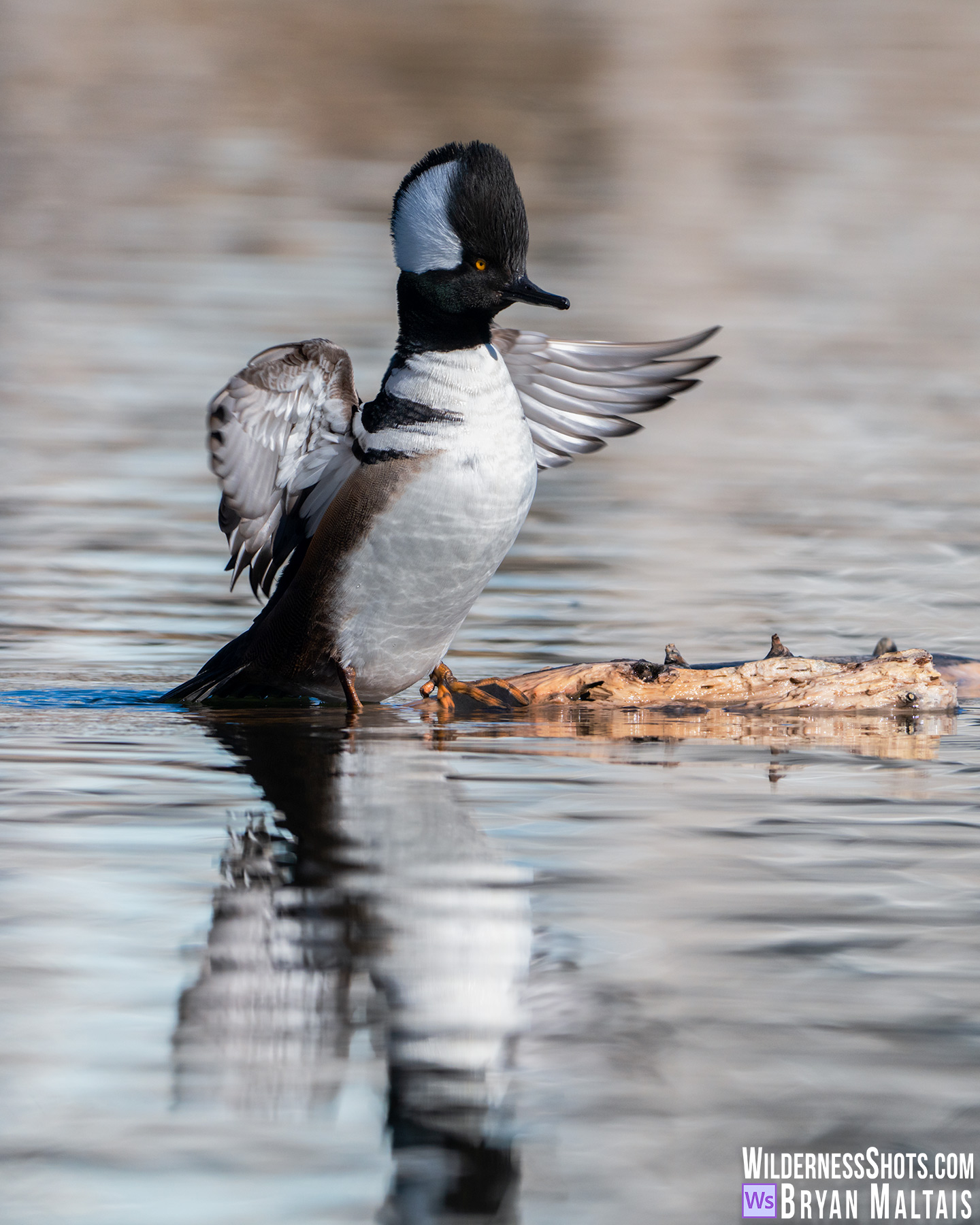 Hooded Merganser Flapping Wings