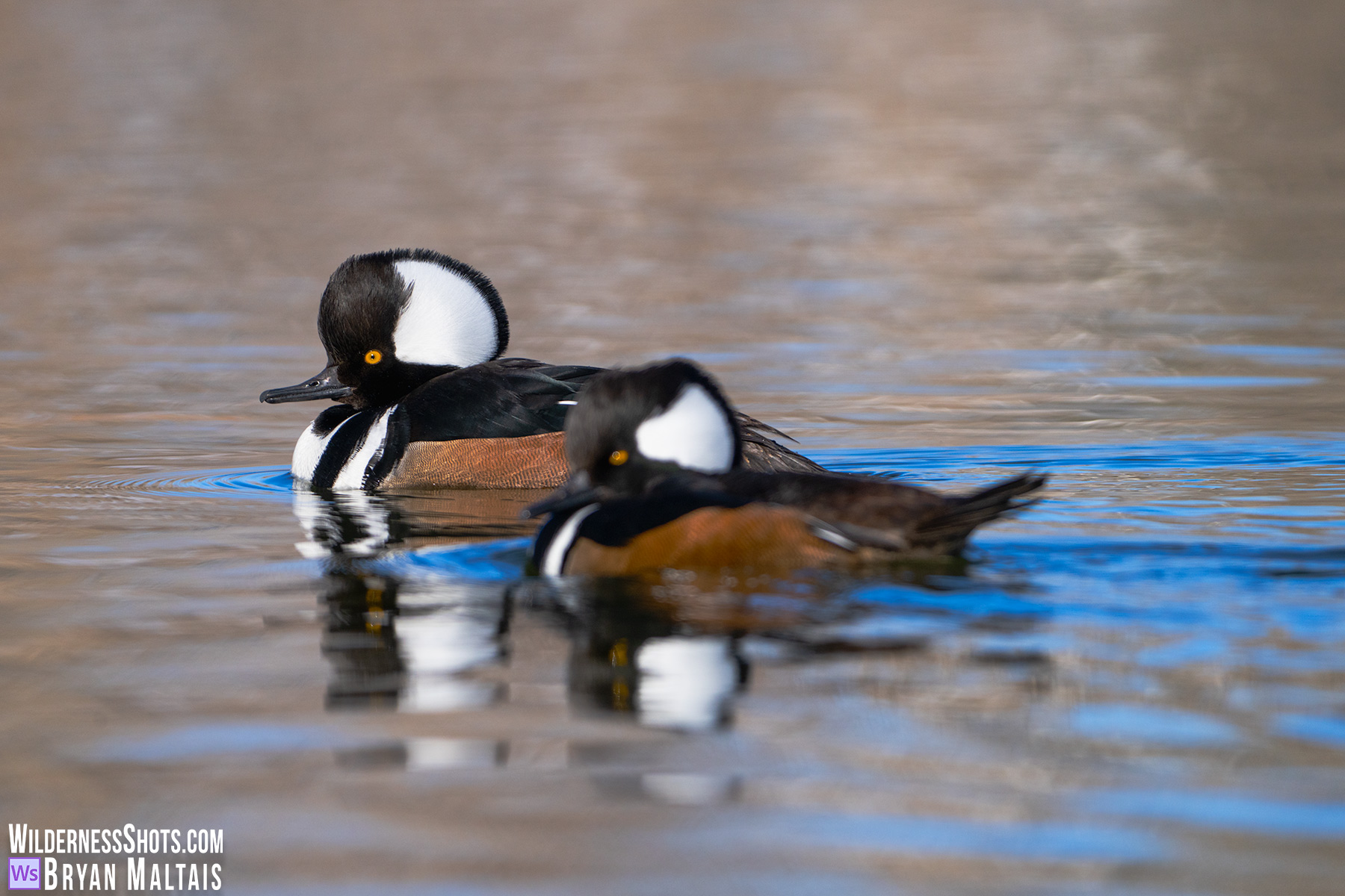 Hooded Merganzer pair refelction