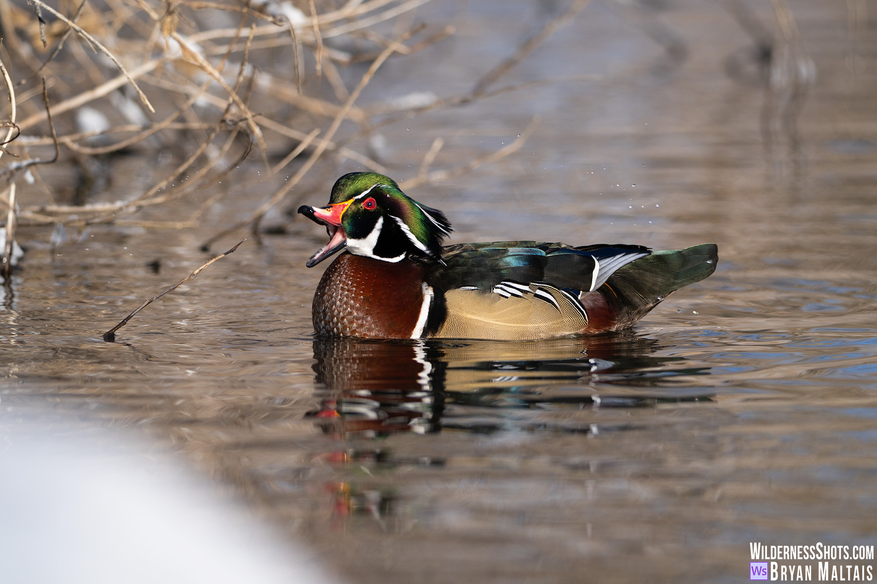 Wood Duck Quacking drops snow