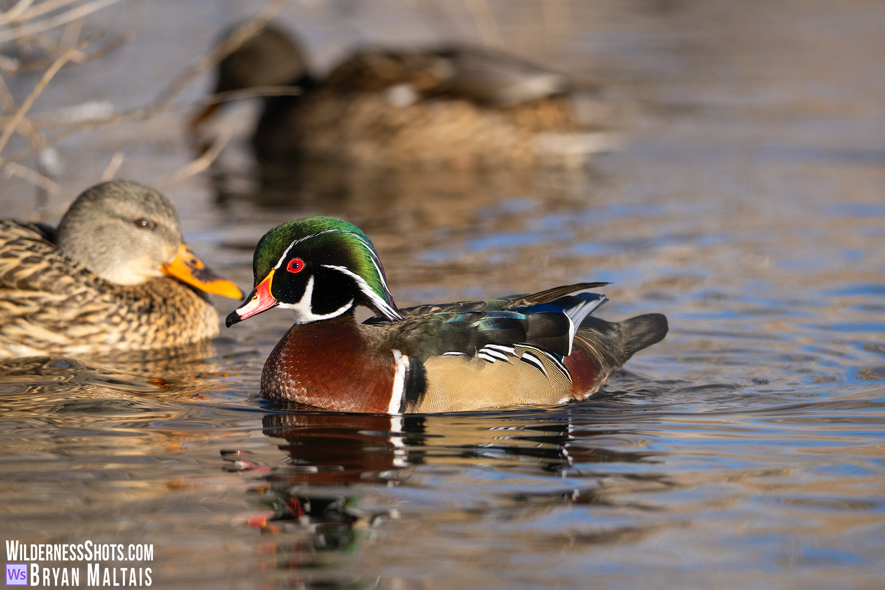 Wood Duck Sunny with mallards