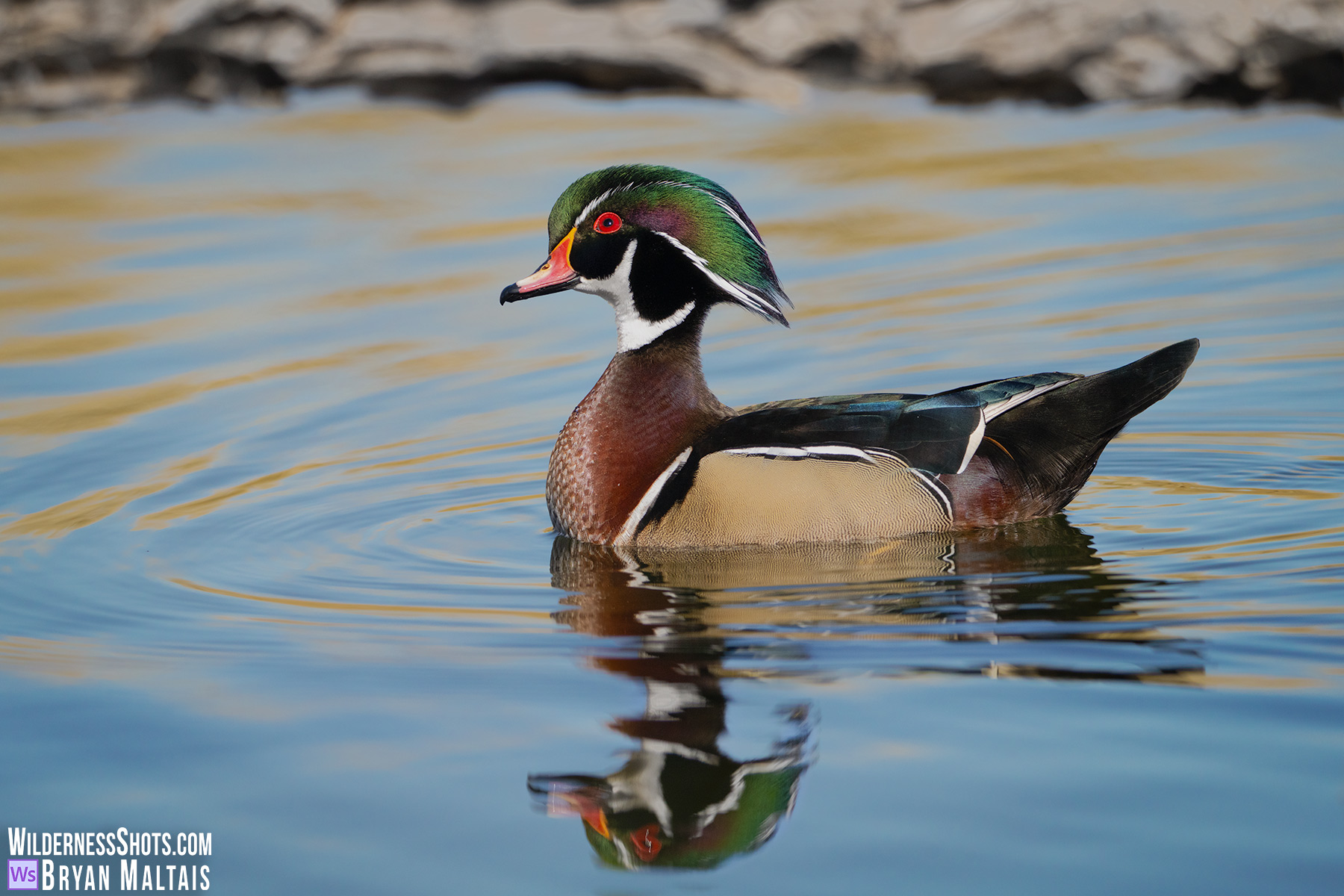 Wood-Duck-head-up-reflection