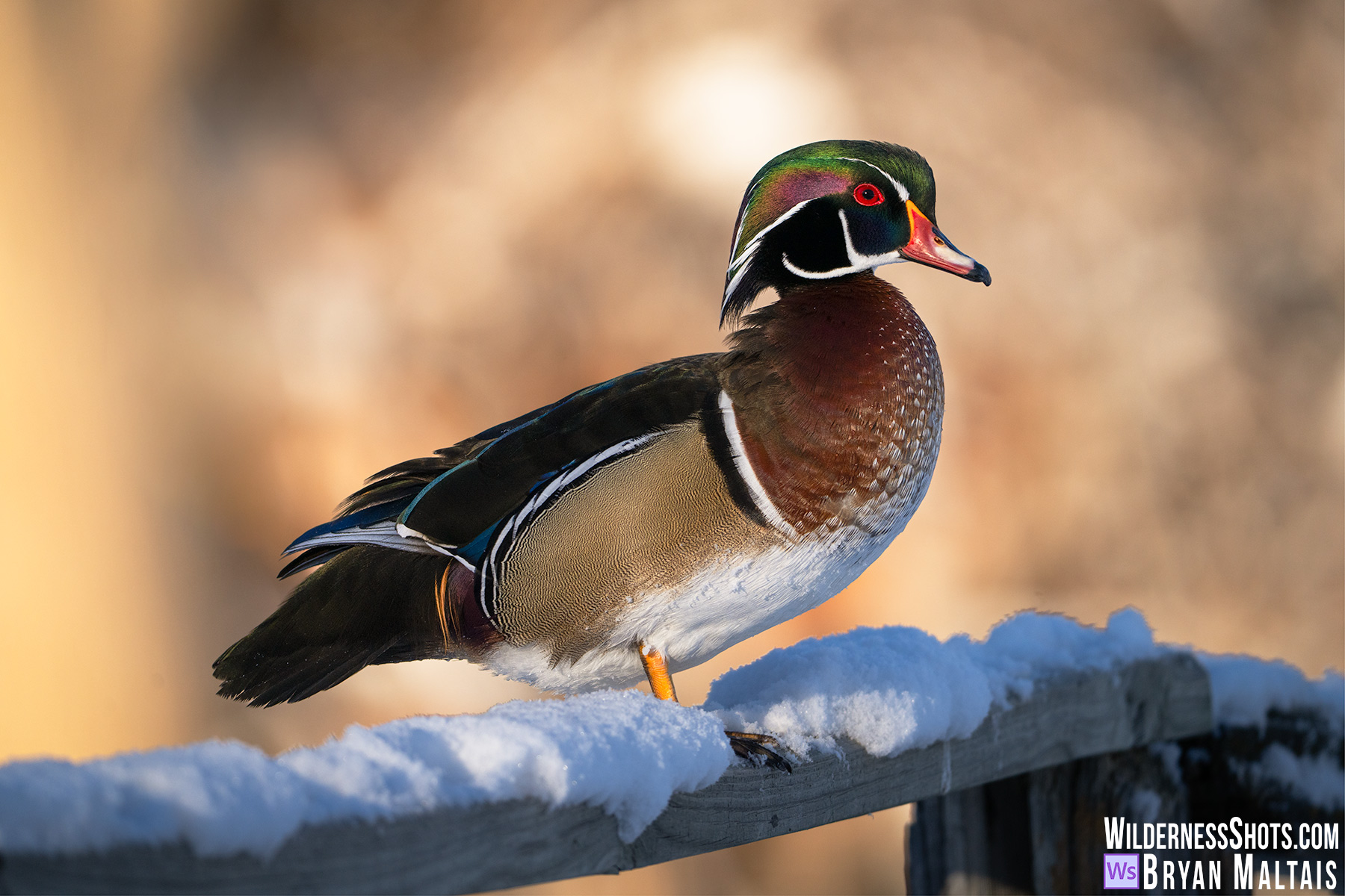 Wood Duck on snowy wood fence