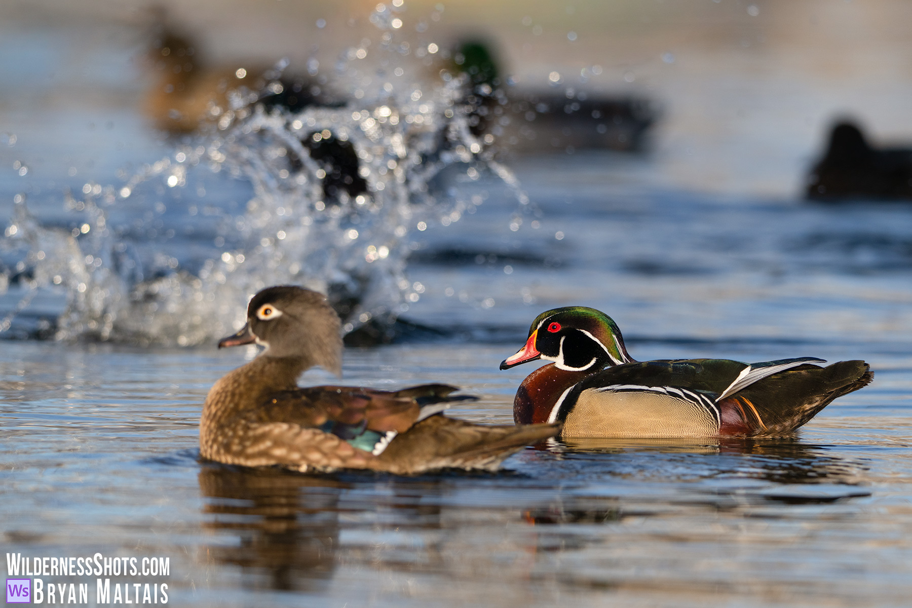 Wood Duck pair splash