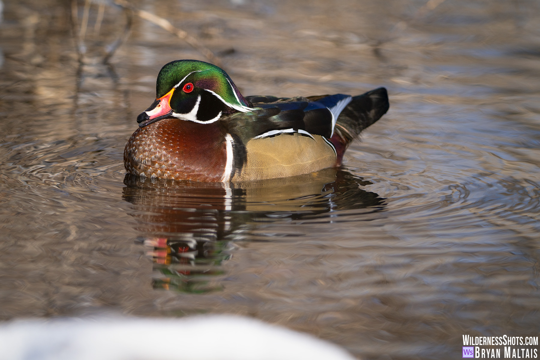Wood Duck sunny reflection snow