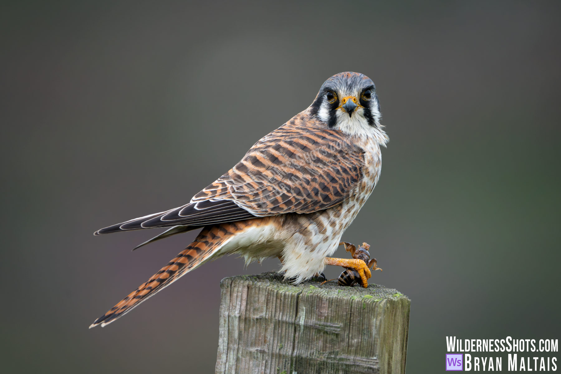American Kestrel with mole cricket on post