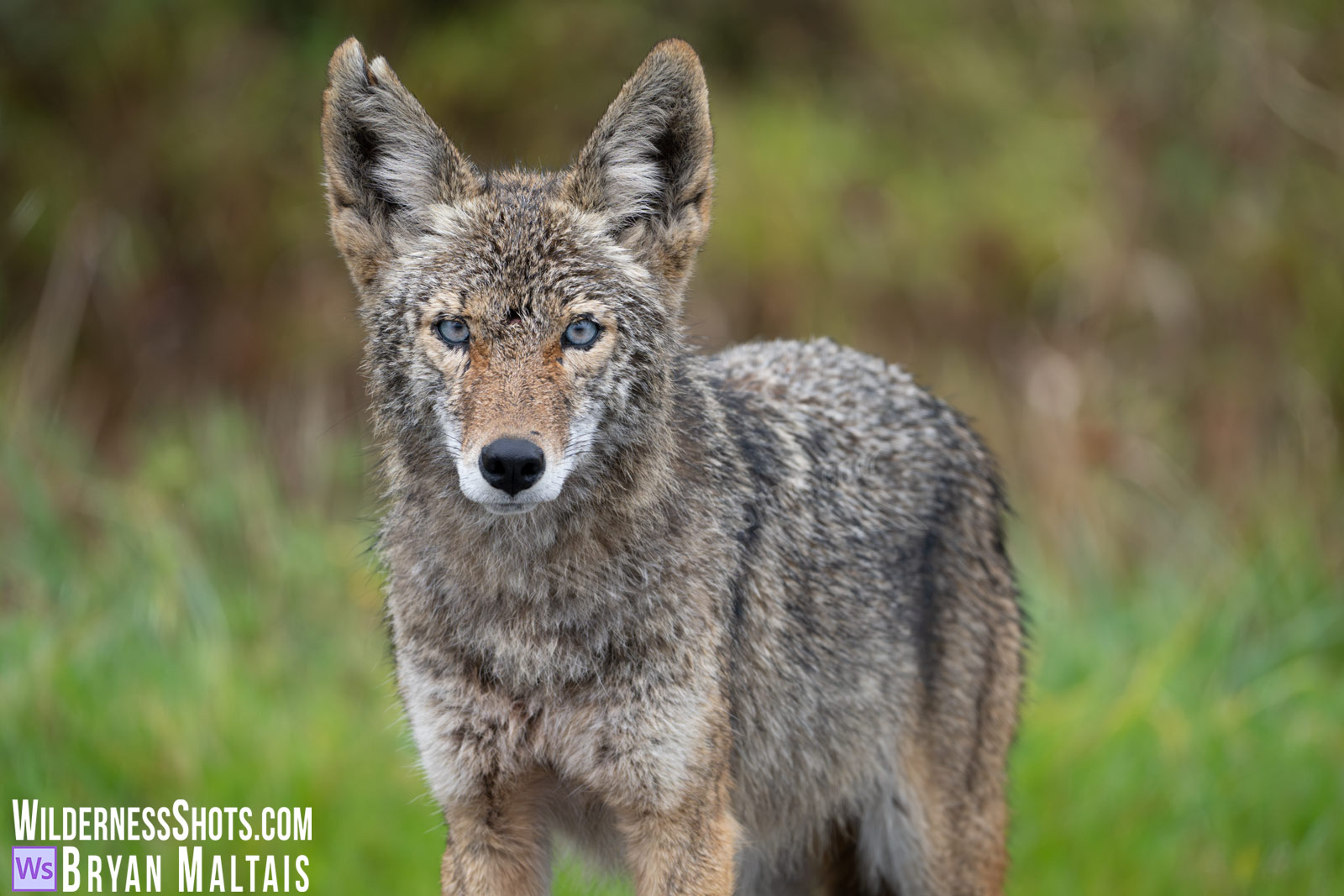Blue-eyed Coyote Portrait California