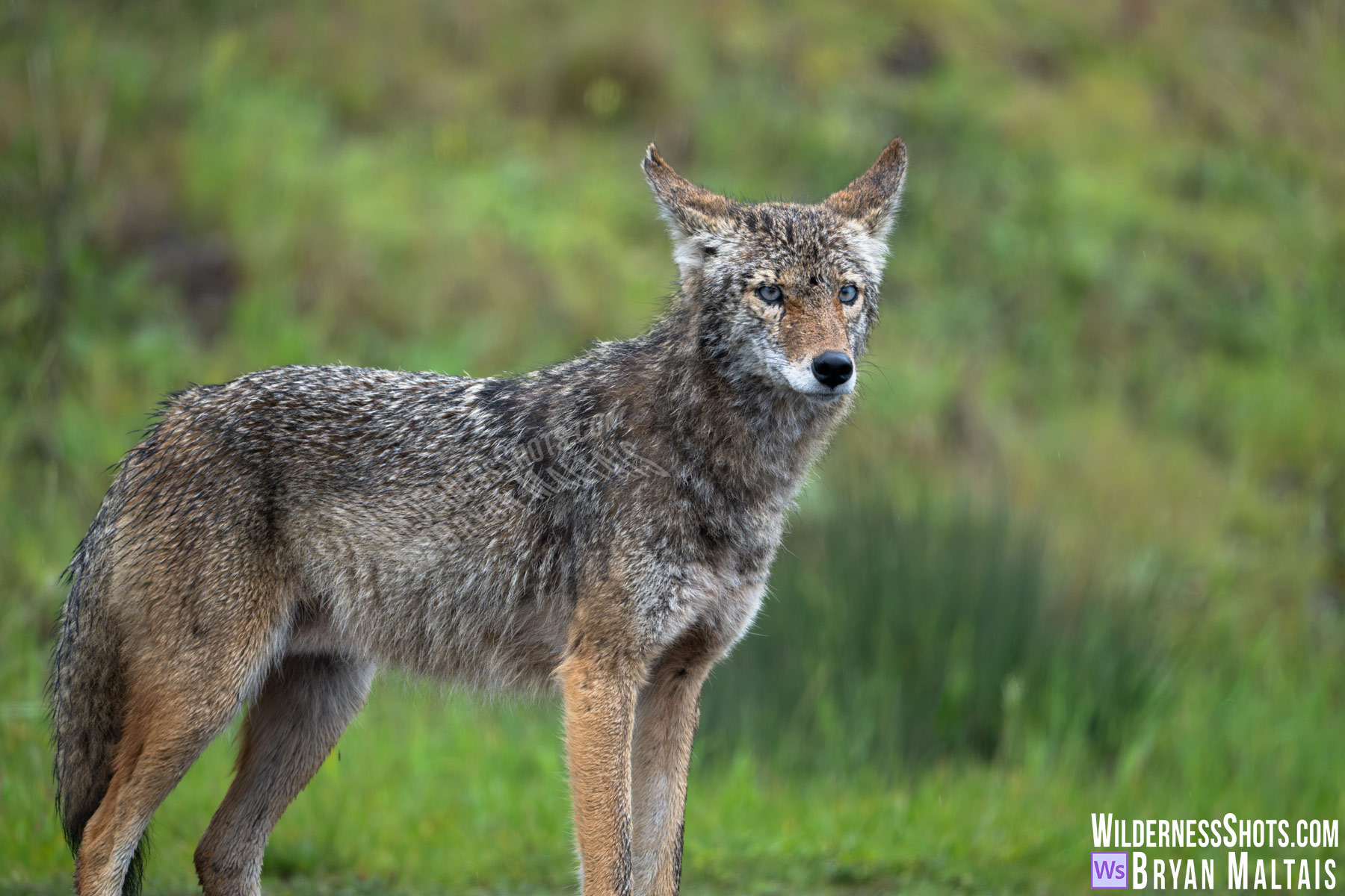 Blue-eyed Coyote