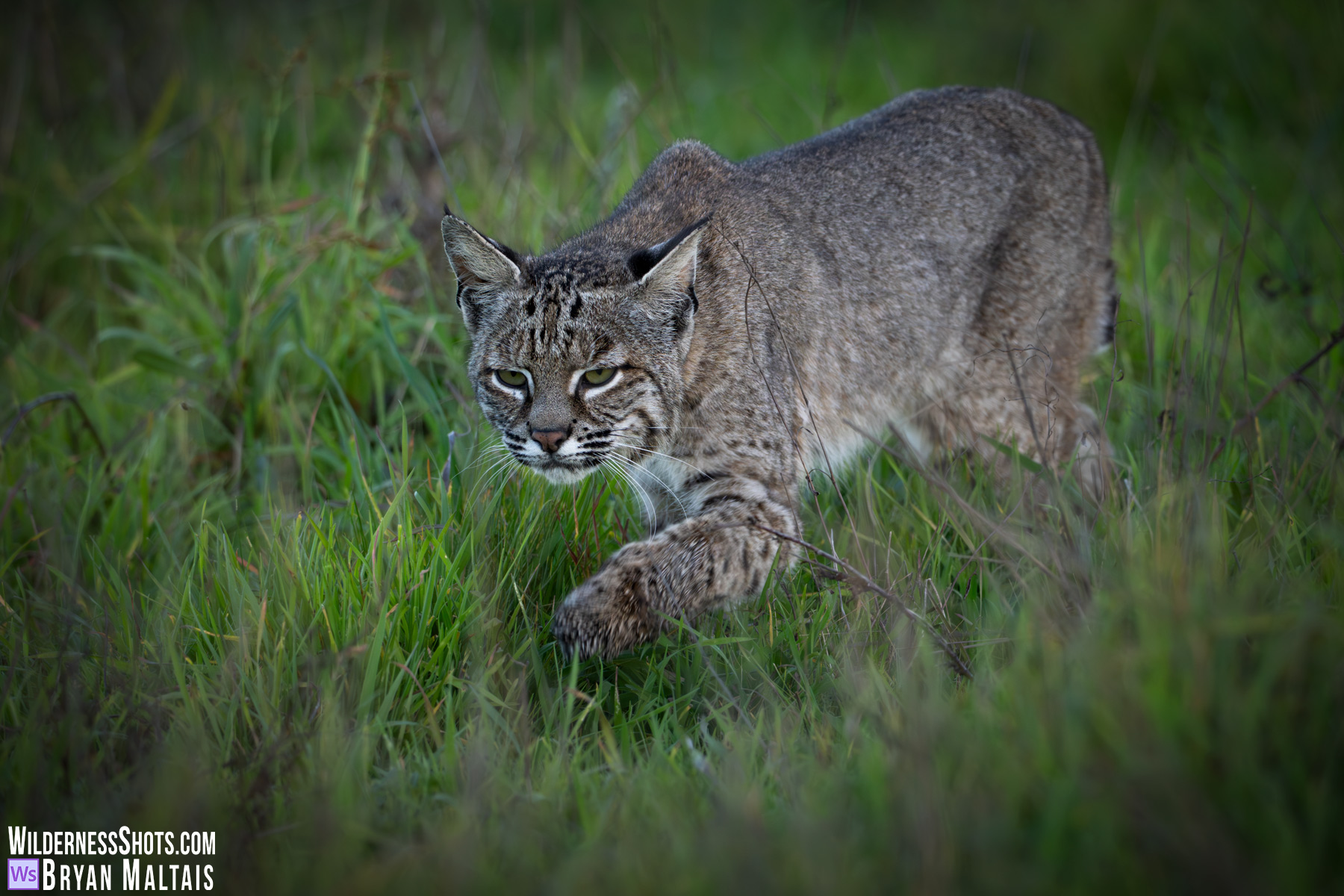 Bobcat Stalking in green grass