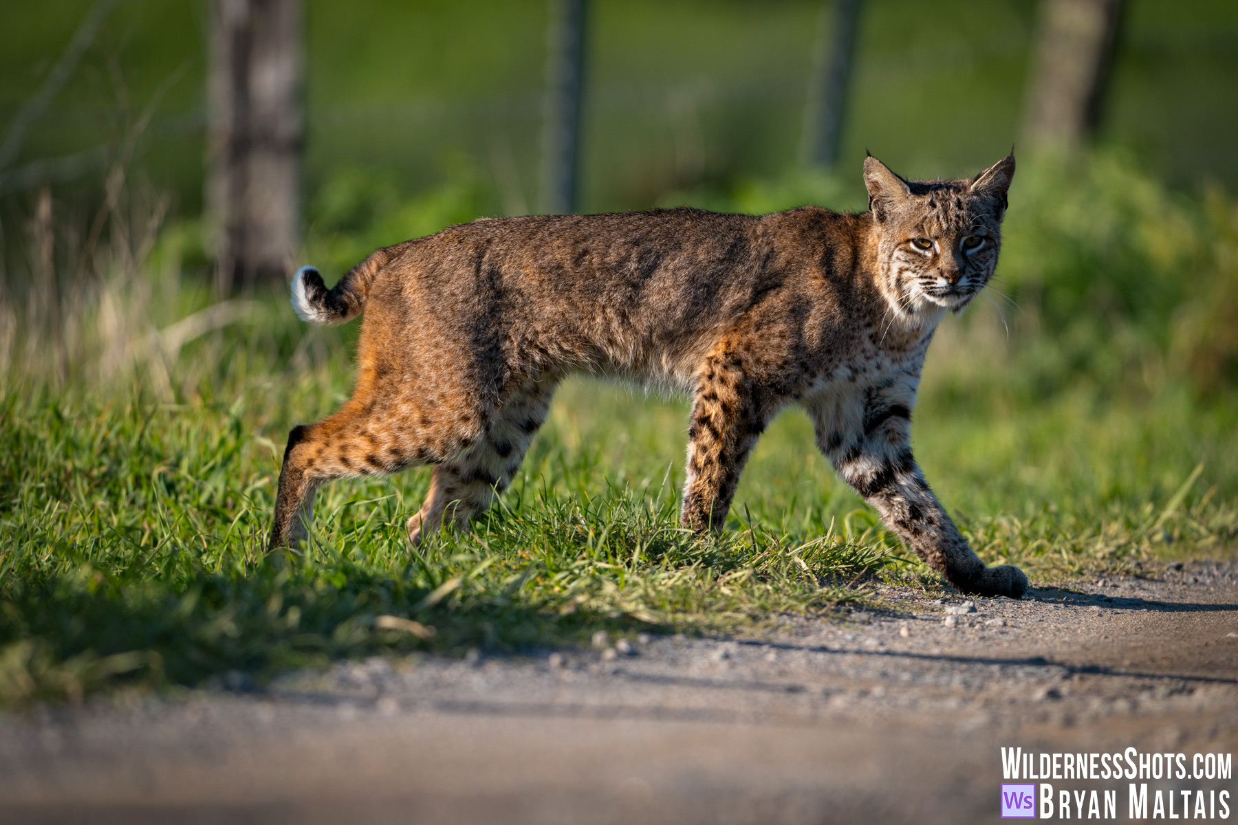 Bobcat in sun crossing road