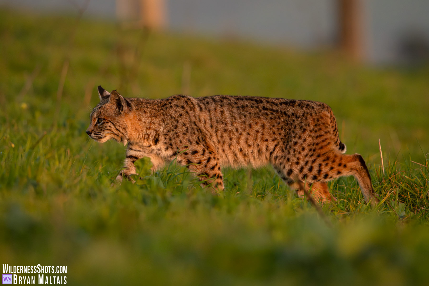 Bobcat with Leopard Spots at Sunset