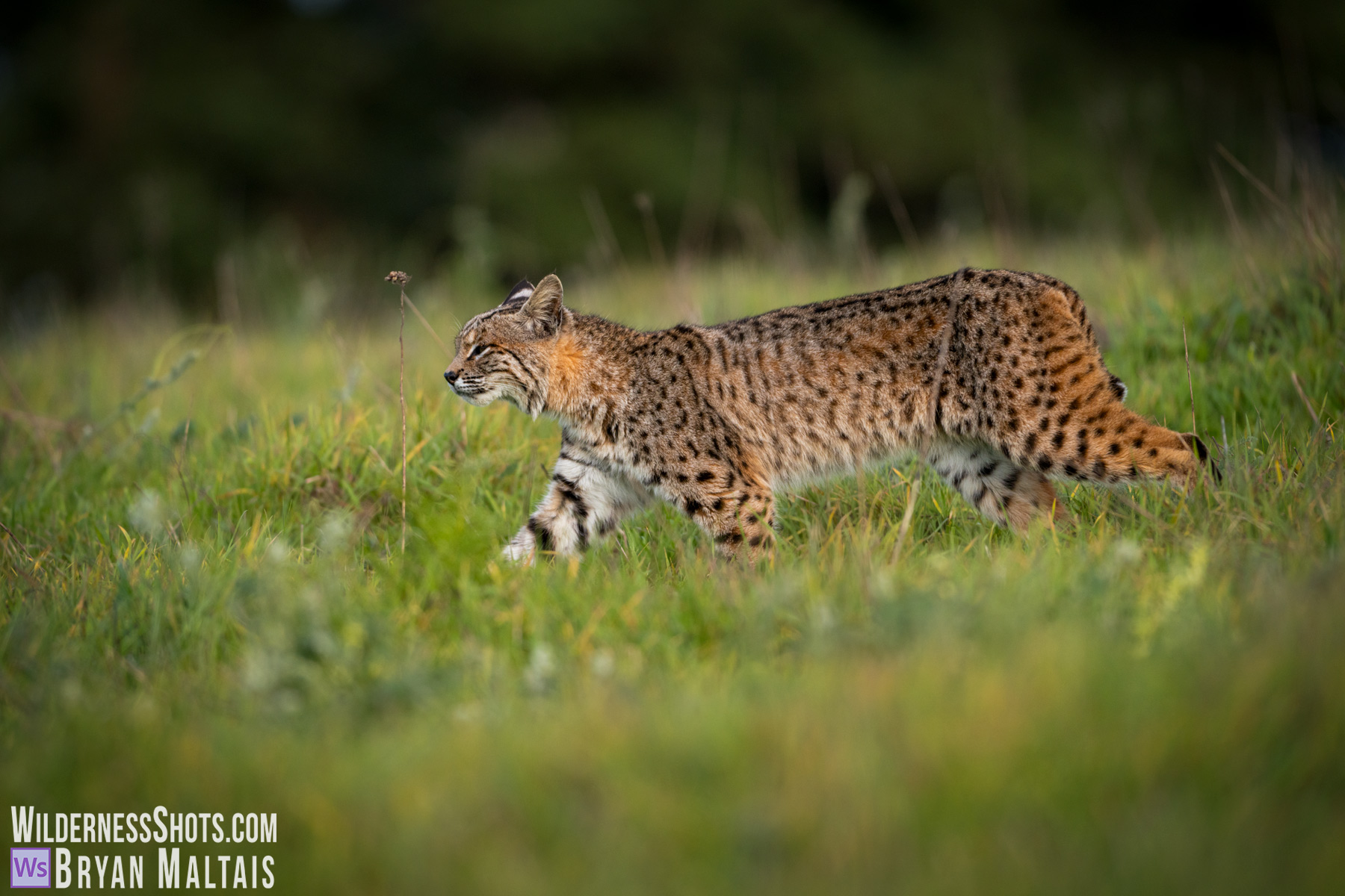 Bobcat leopard spots walking through grass