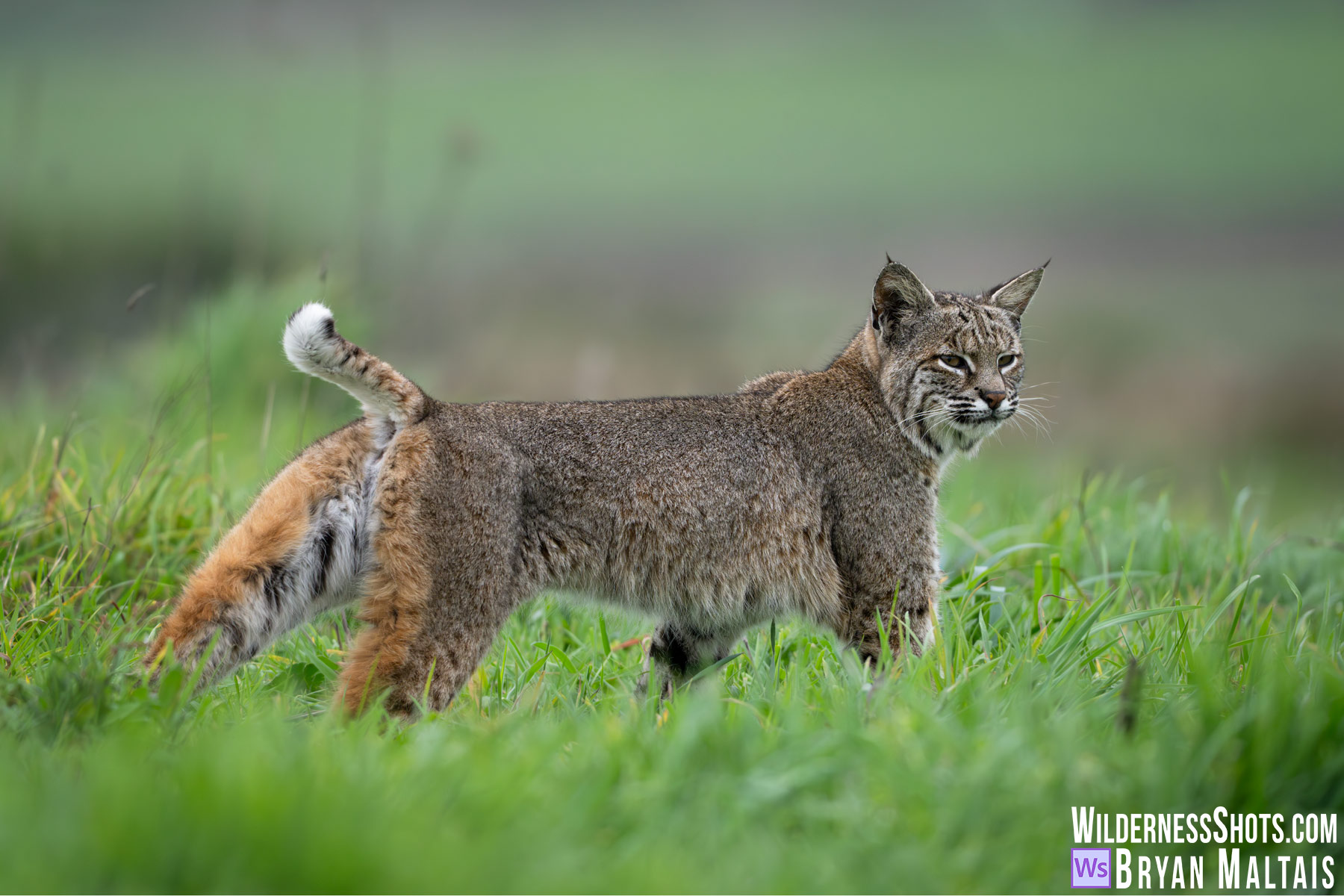 Bobcat shallow dof green field