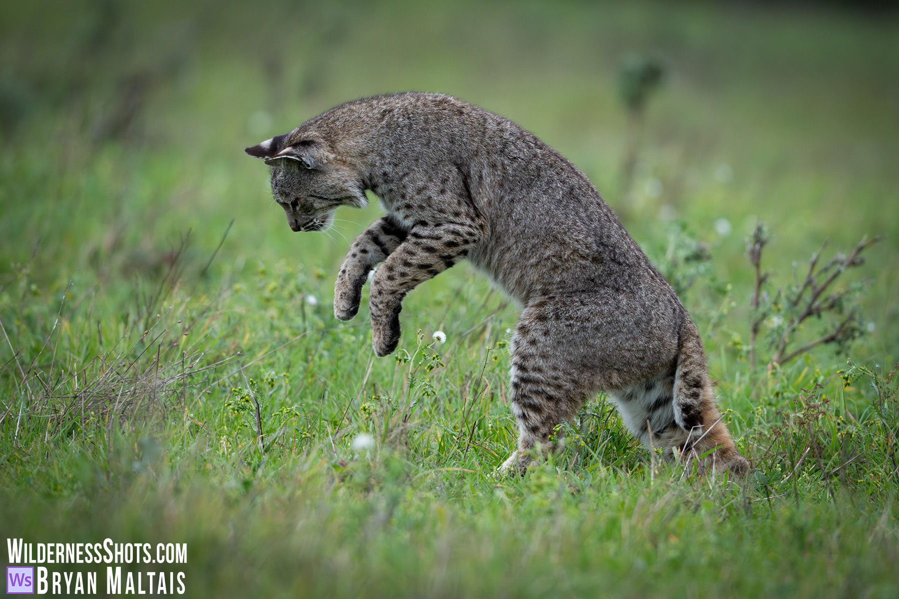 Bobcat tom leaping on prey