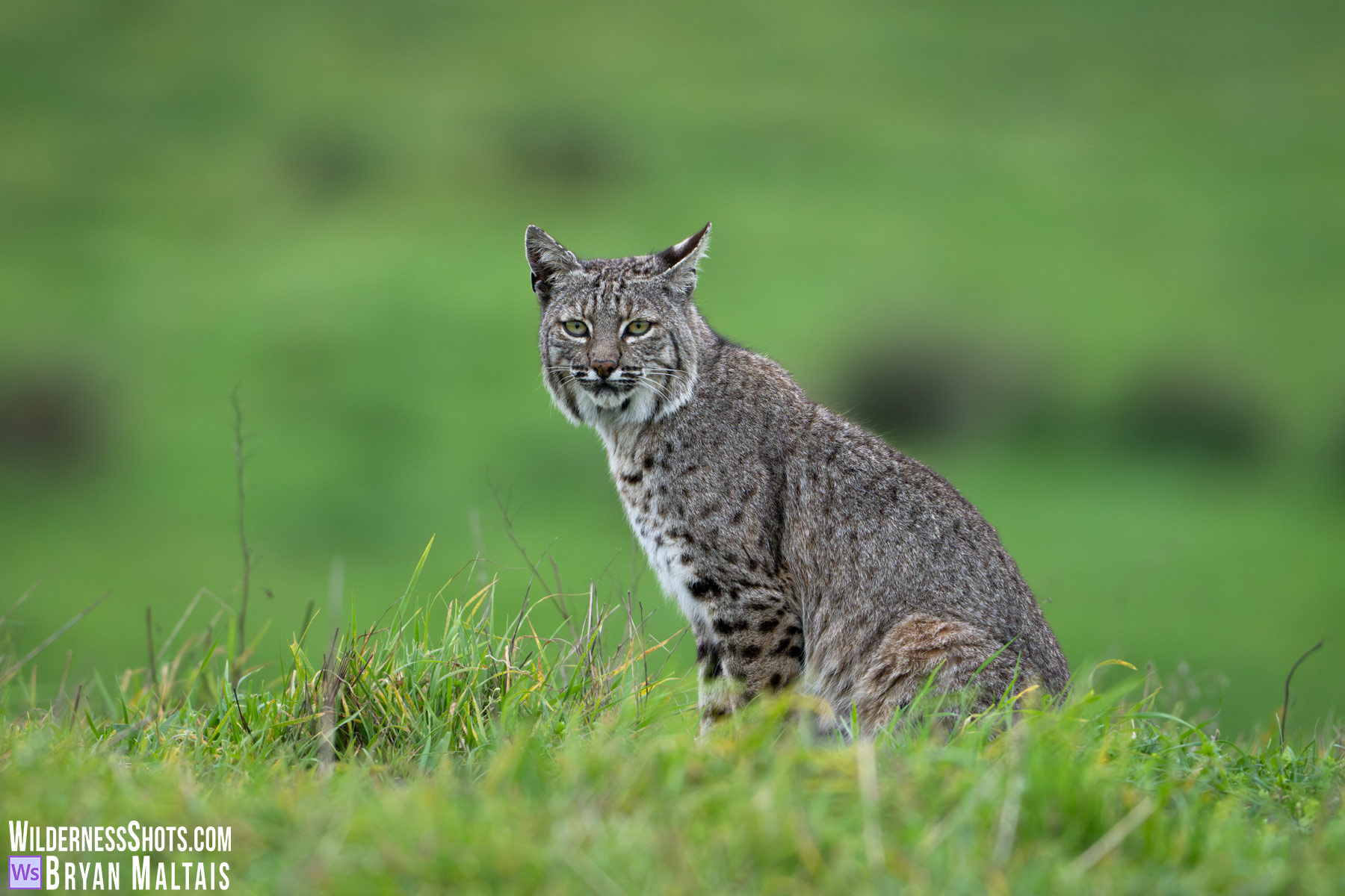 Bobcat tom sitting in green field shallow DOF