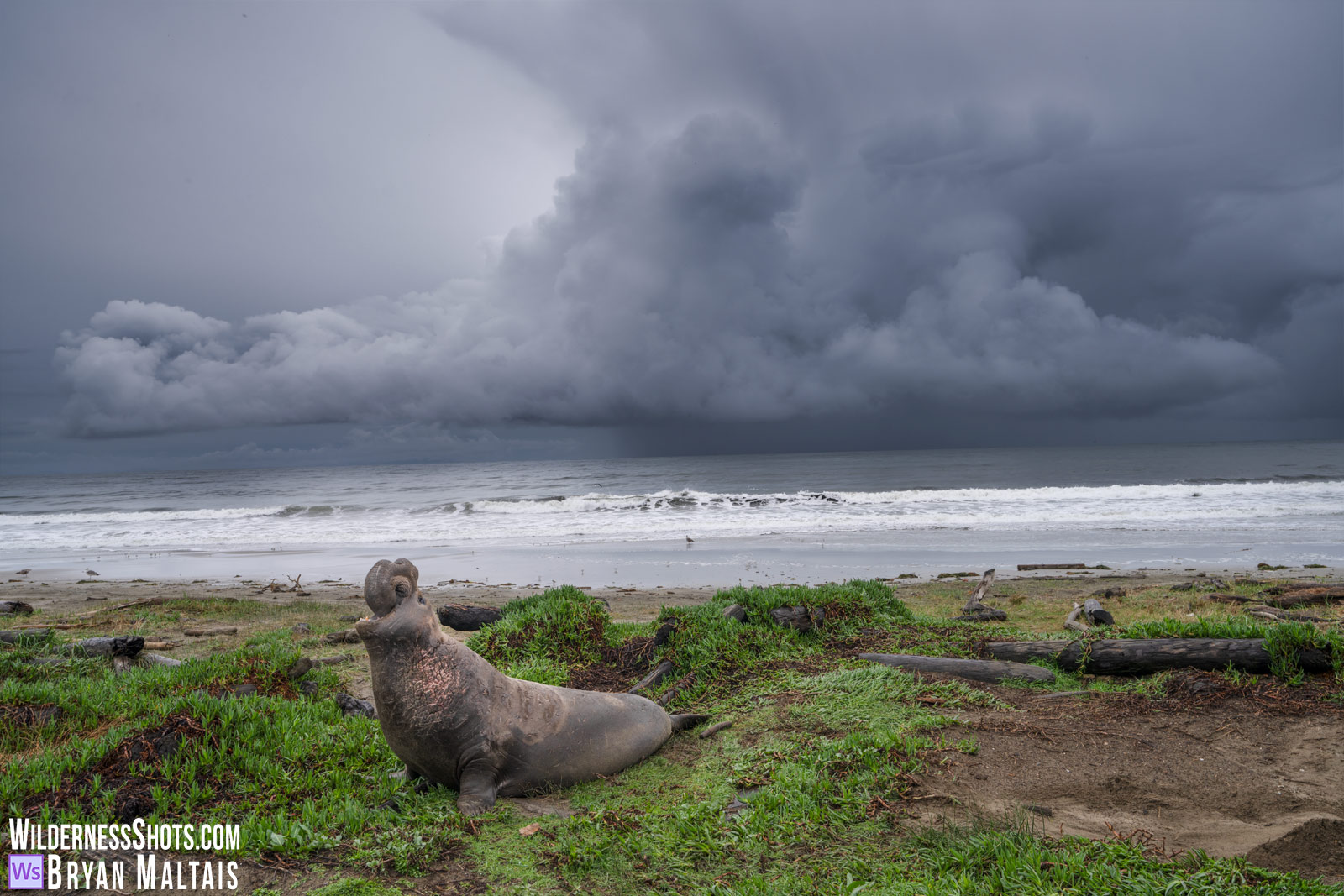 Elaphant Seal on Drakes Beach Storm Clouds Point Reyes