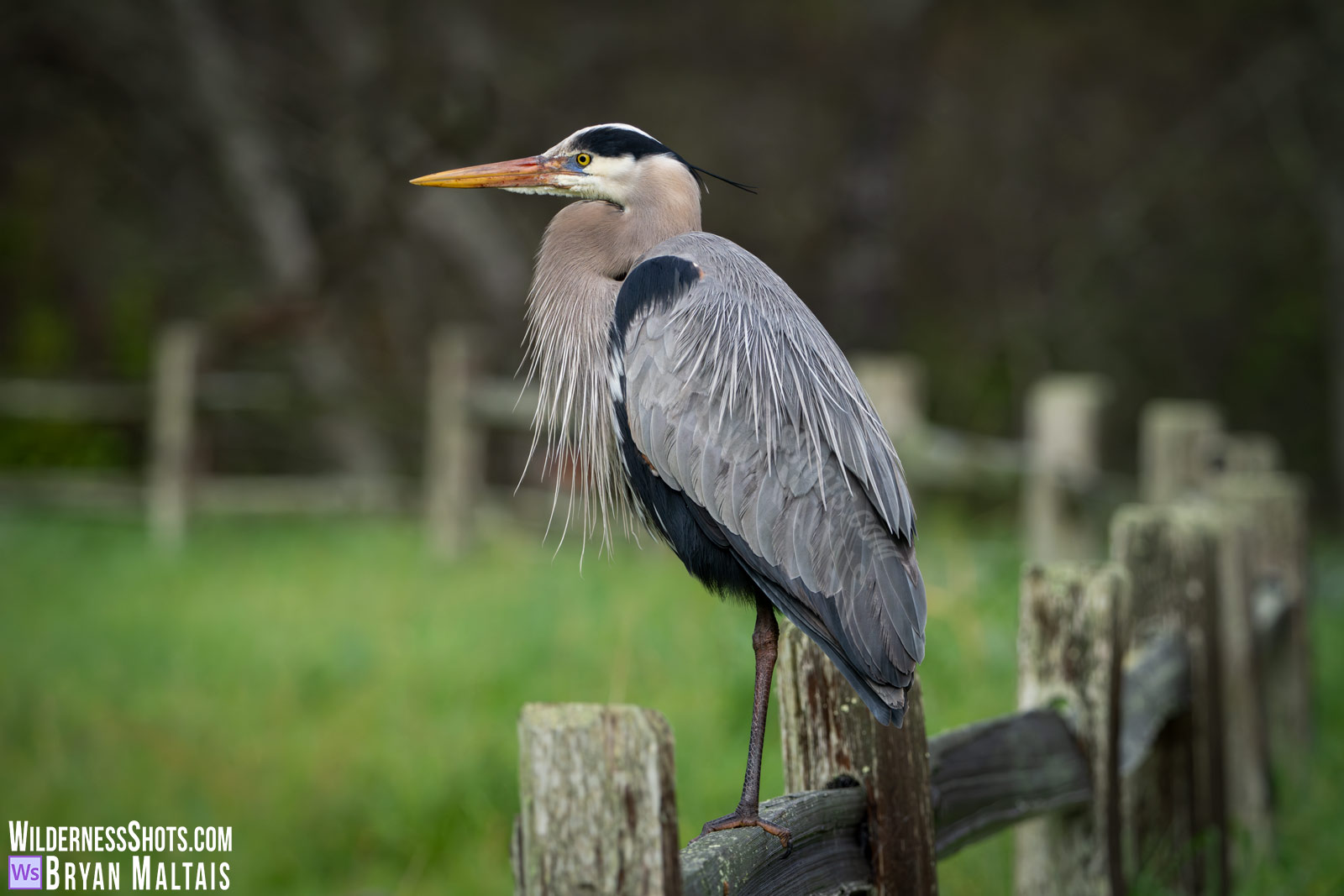 Great Blue Heron on Wood Fence