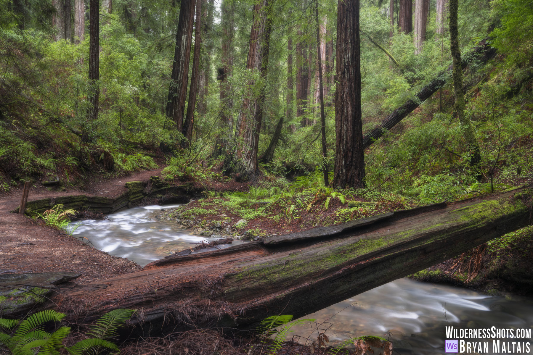 Muir Woods Log Bridge