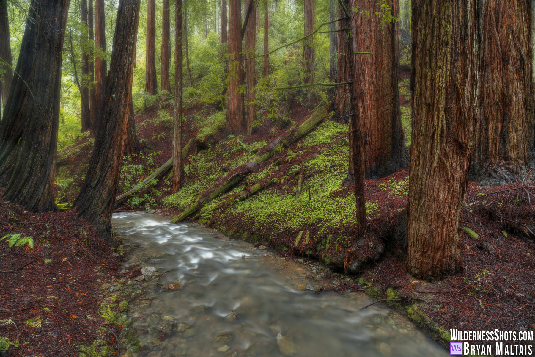 Muir Woods Creek, CA