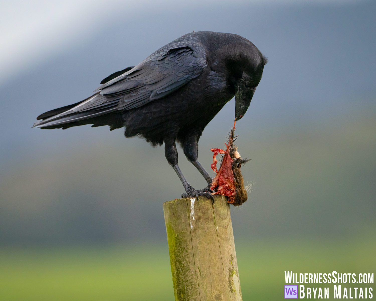 Common Raven Eating Pocket Gopher