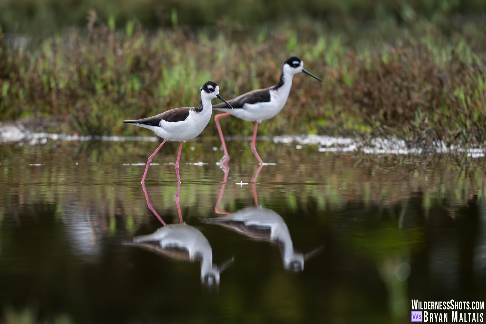 black-necked stilt pair reflection