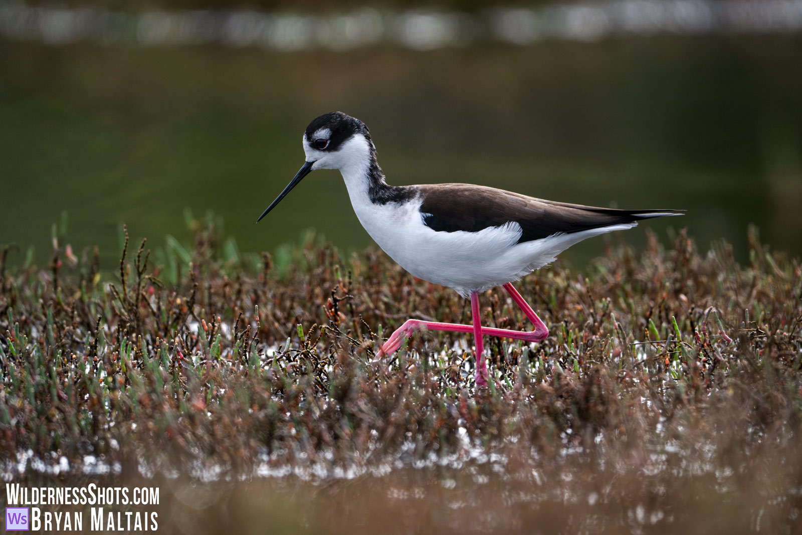 Black-necked Stilt walking- Sausalito, CA
