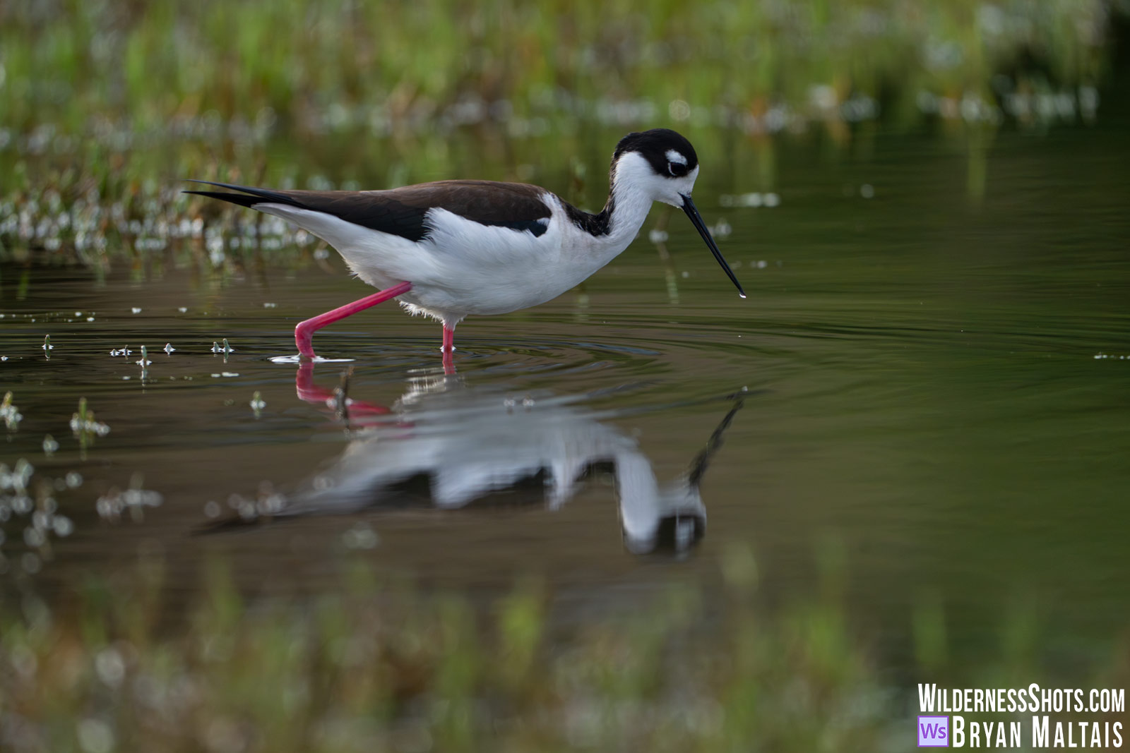 Black-necked Stilt Reflection