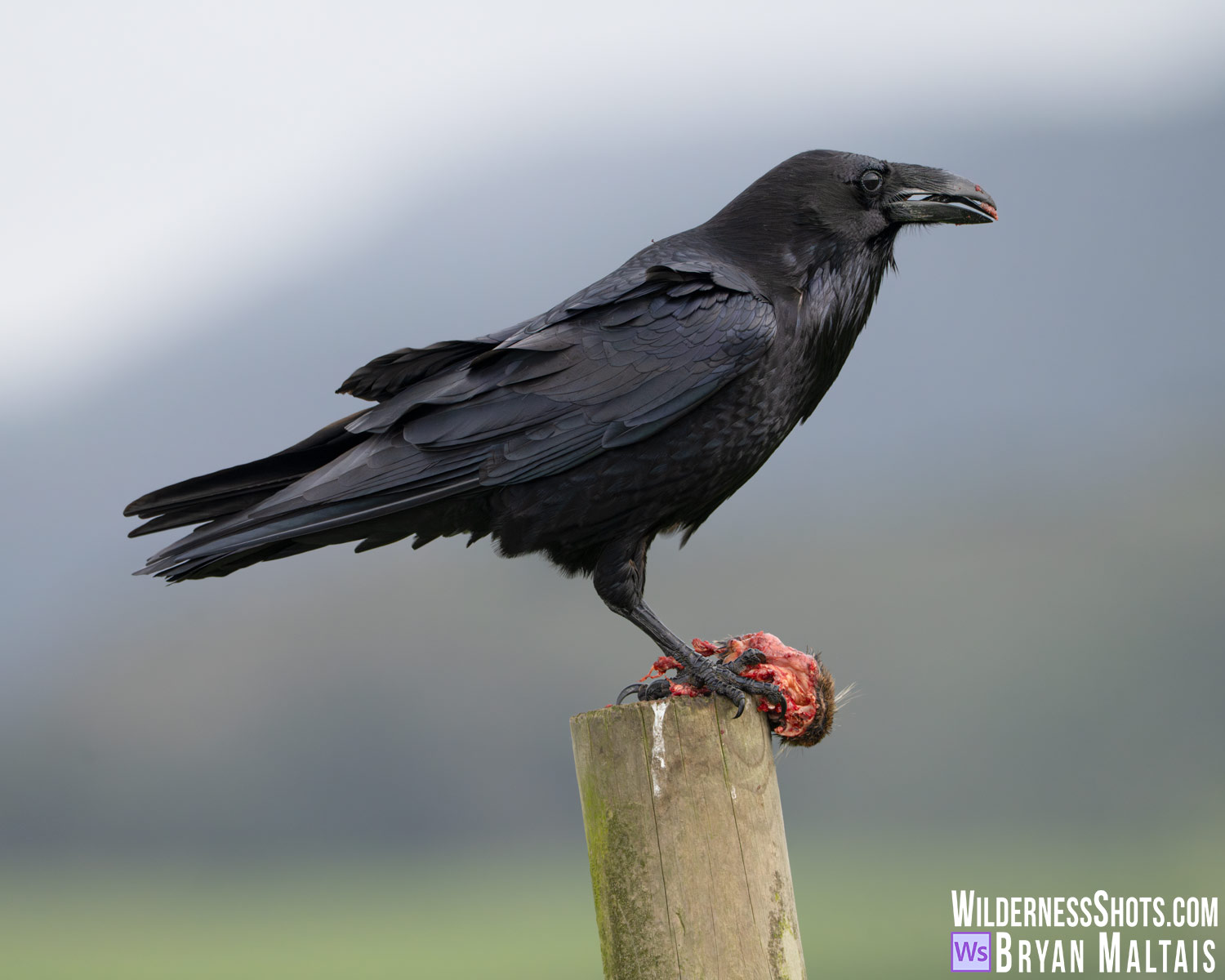 Common Raven with Meat