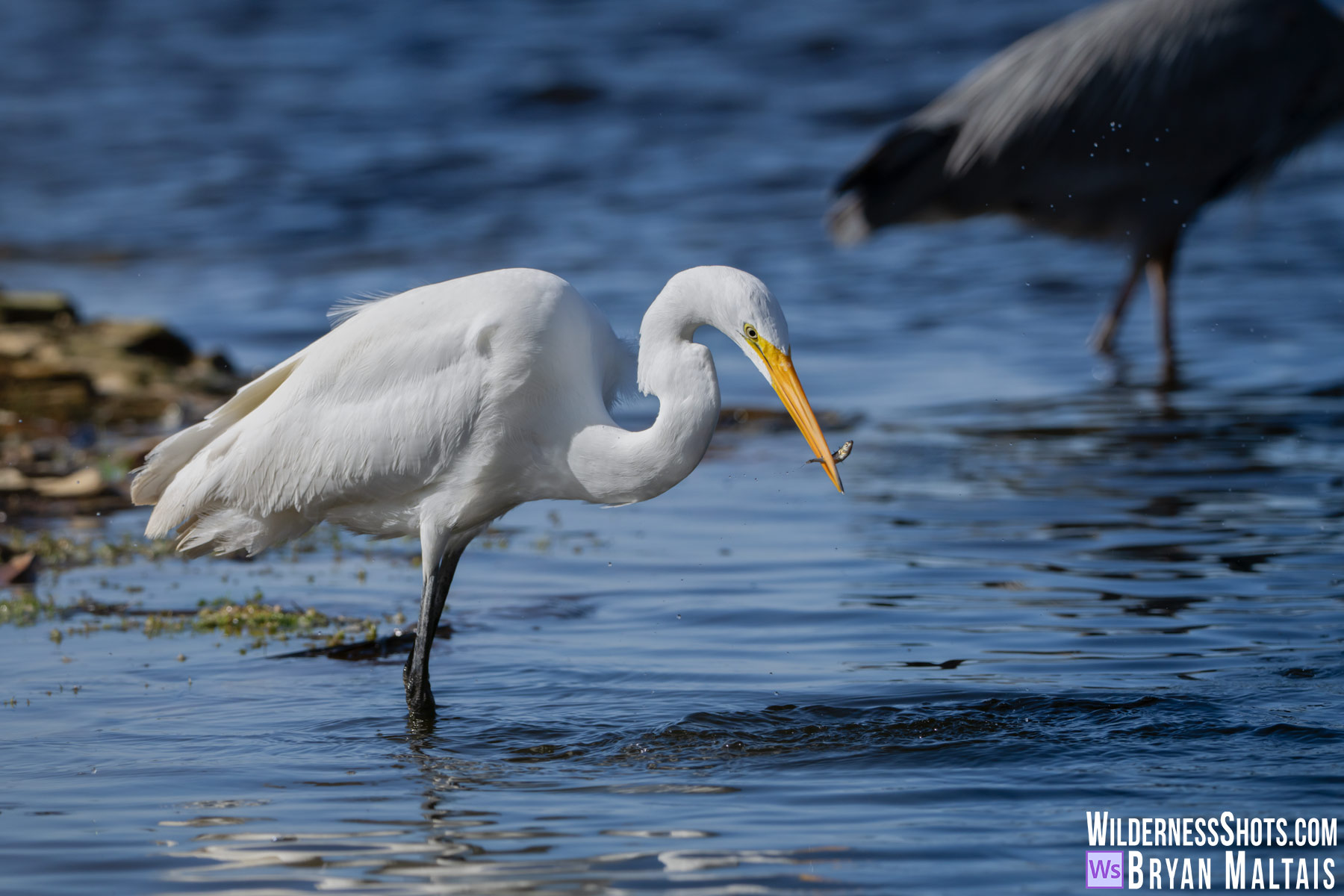 snowy egret fish in bill abbots lagoon point reyes national seashore